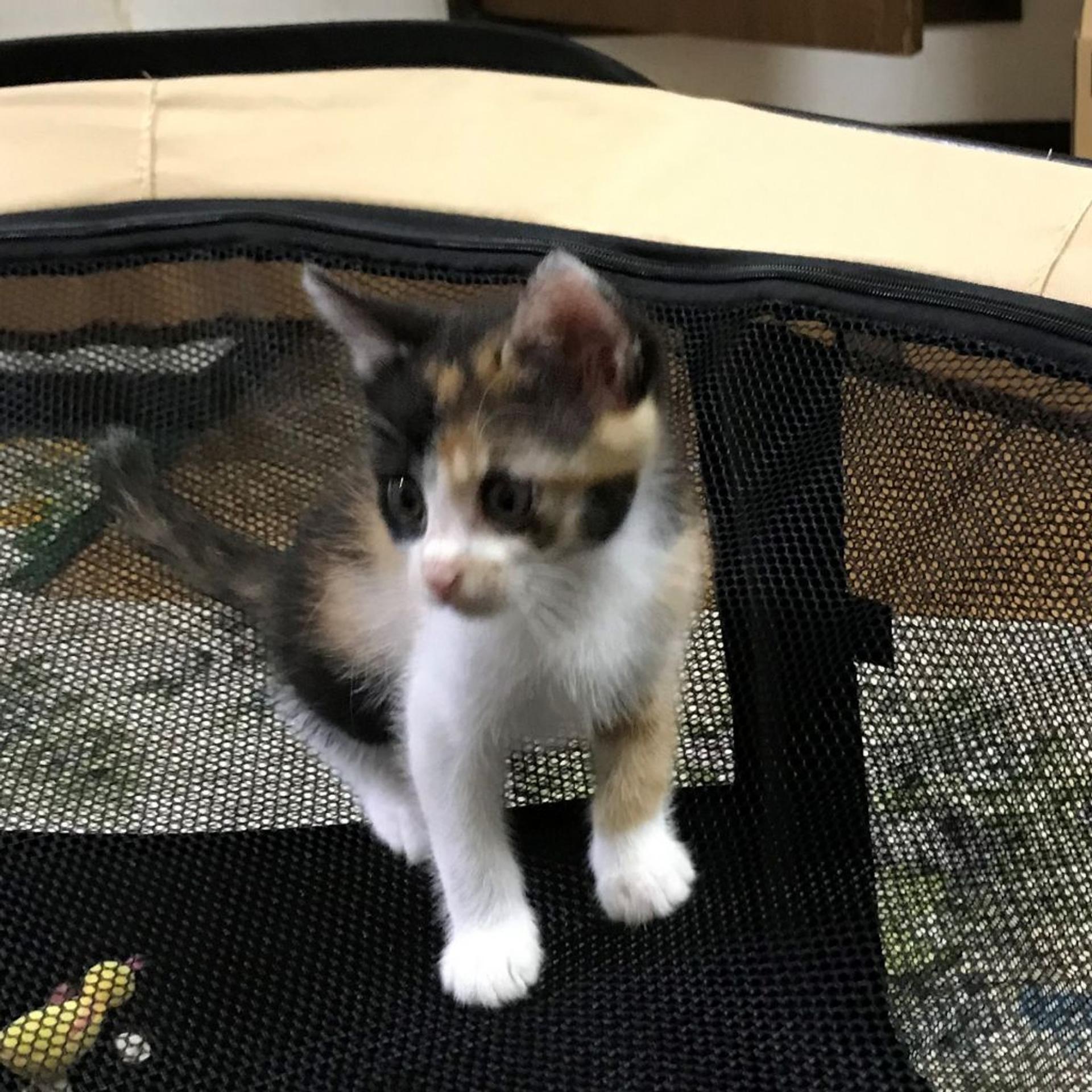 pet-image-4
