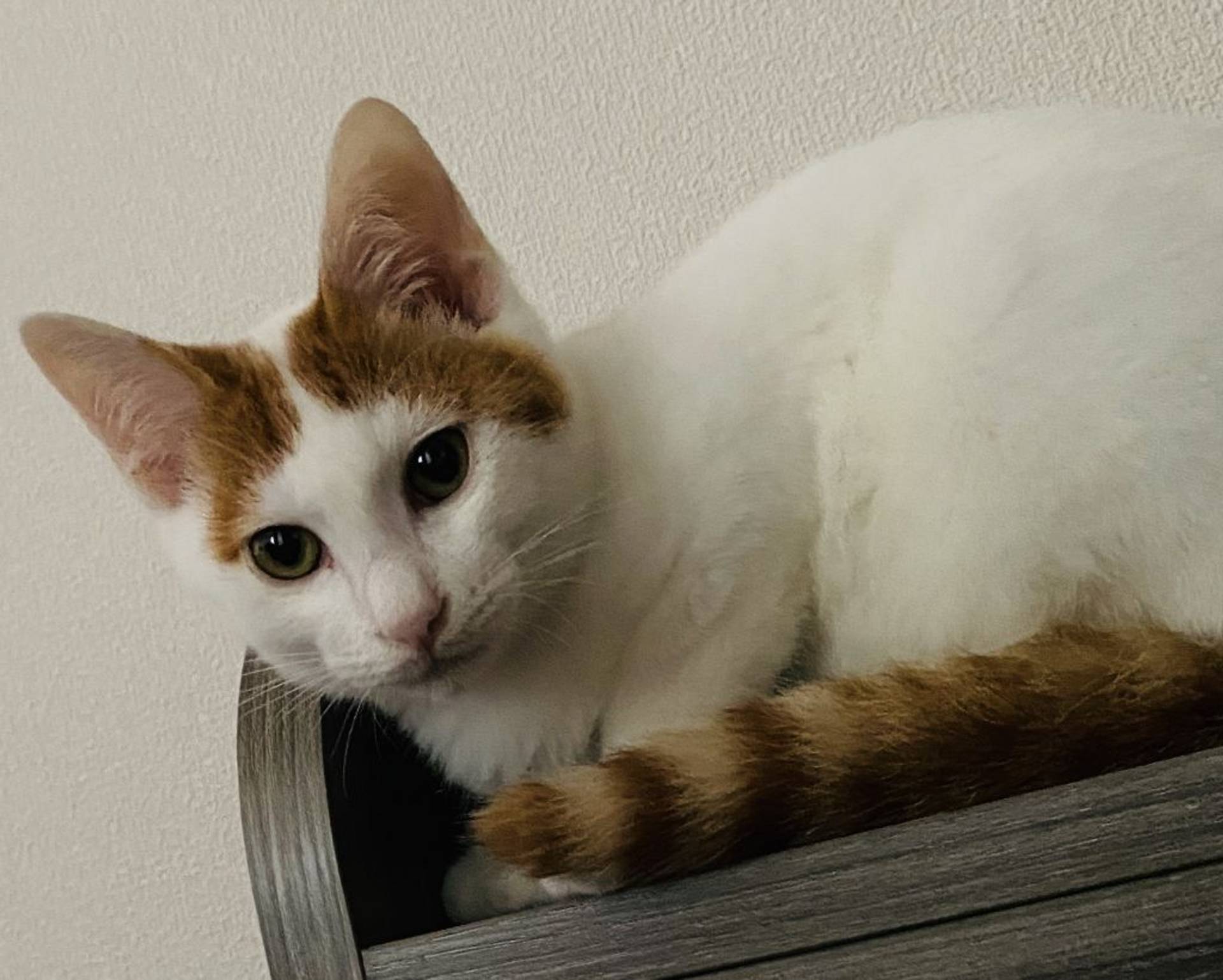 雑種（ミックス猫）・オスの里親募集の写真
