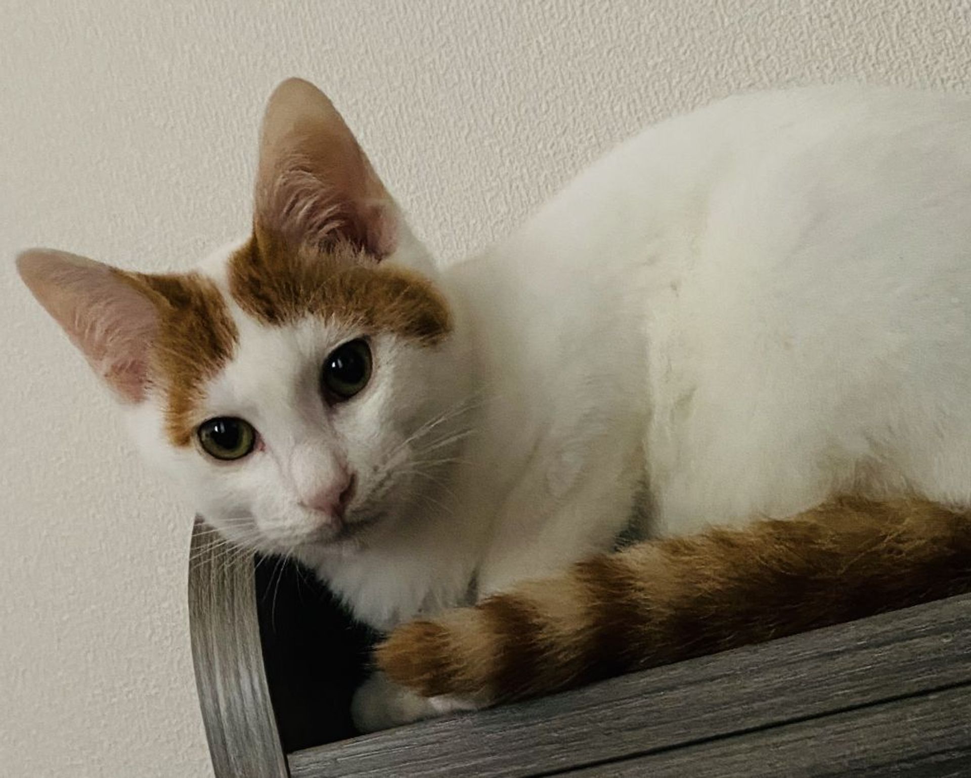 雑種（ミックス猫）・オスの里親募集の写真