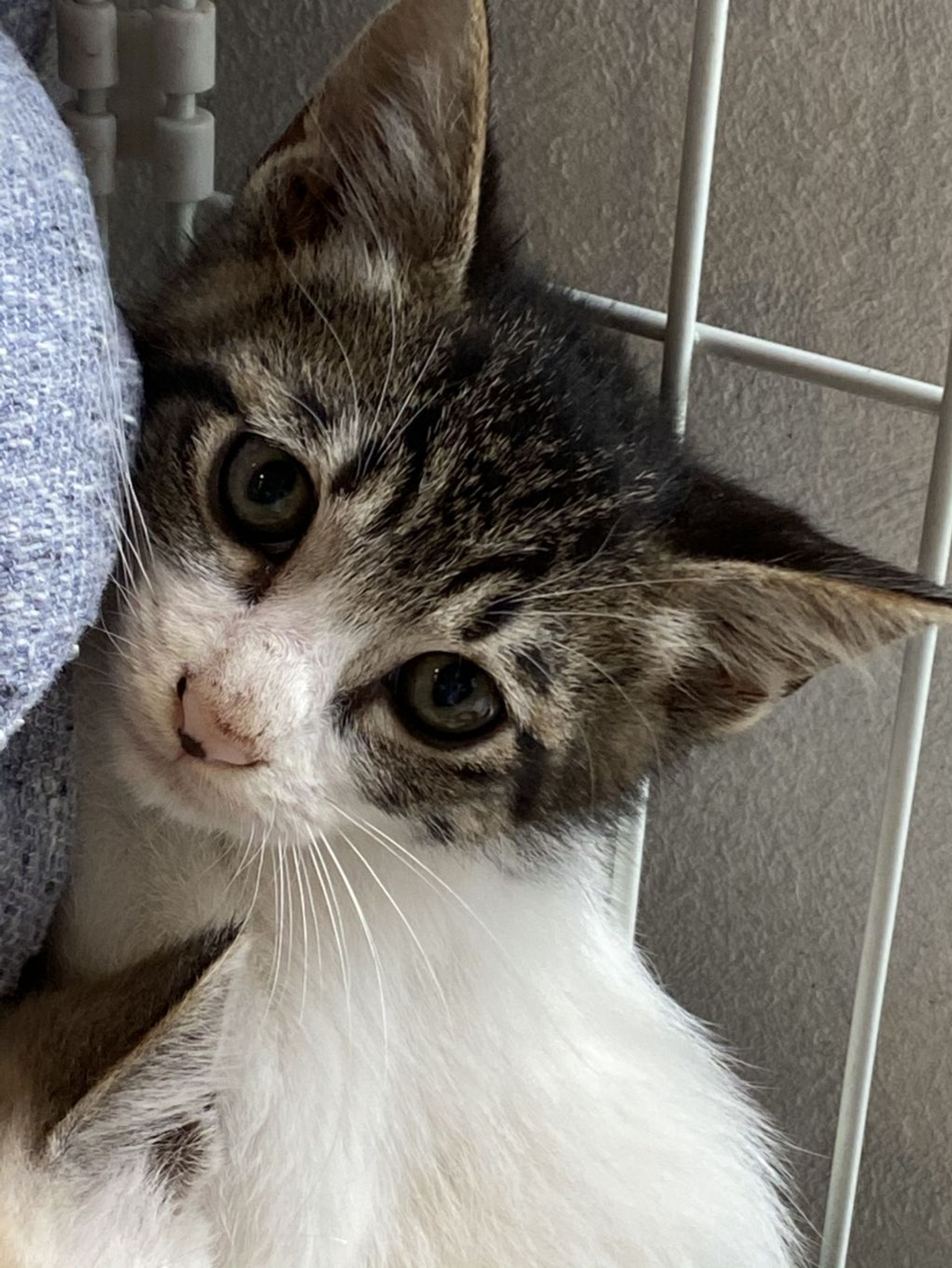 雑種（ミックス猫）・オスの里親募集の写真