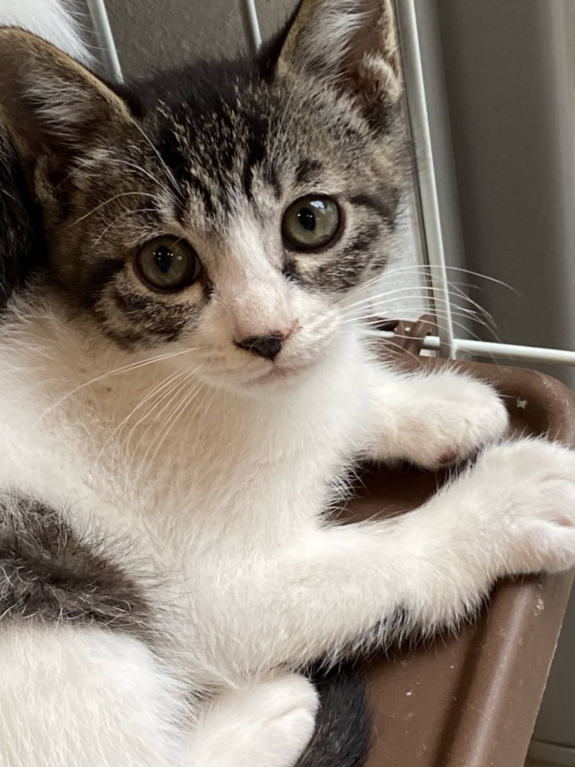 雑種（ミックス猫）・メスの里親募集の写真