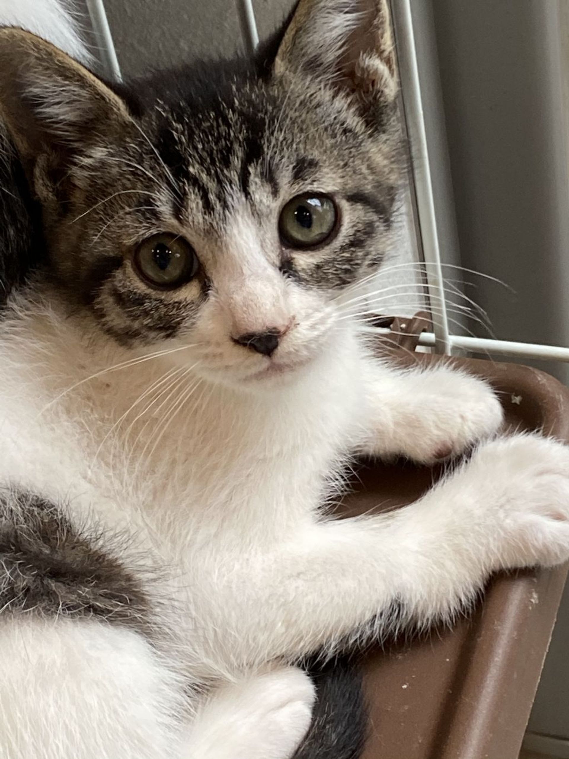 雑種（ミックス猫）・メスの里親募集の写真