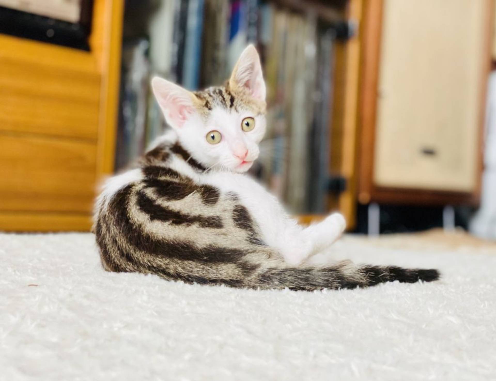 雑種（ミックス猫）・メスの里親募集の写真
