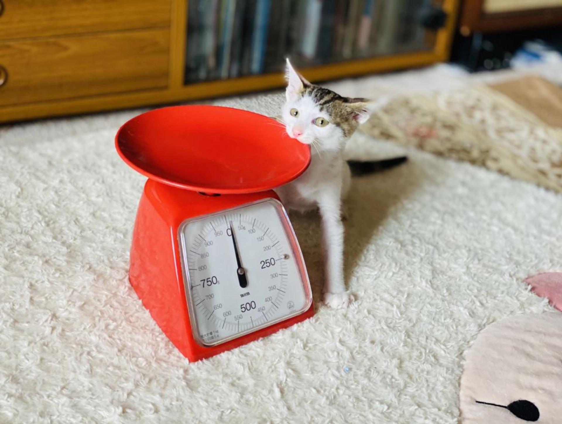 pet-image-3