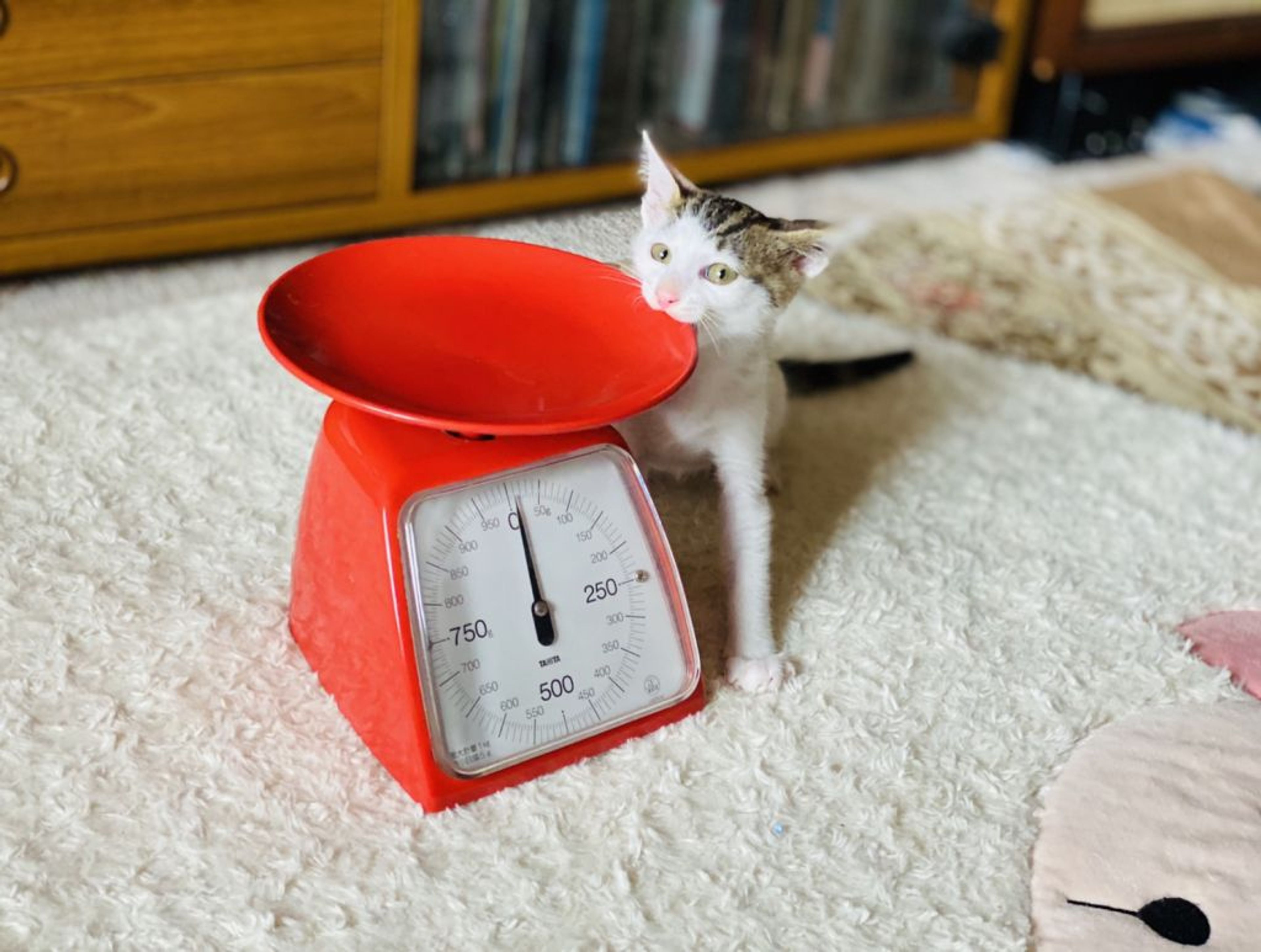 pet-image-3