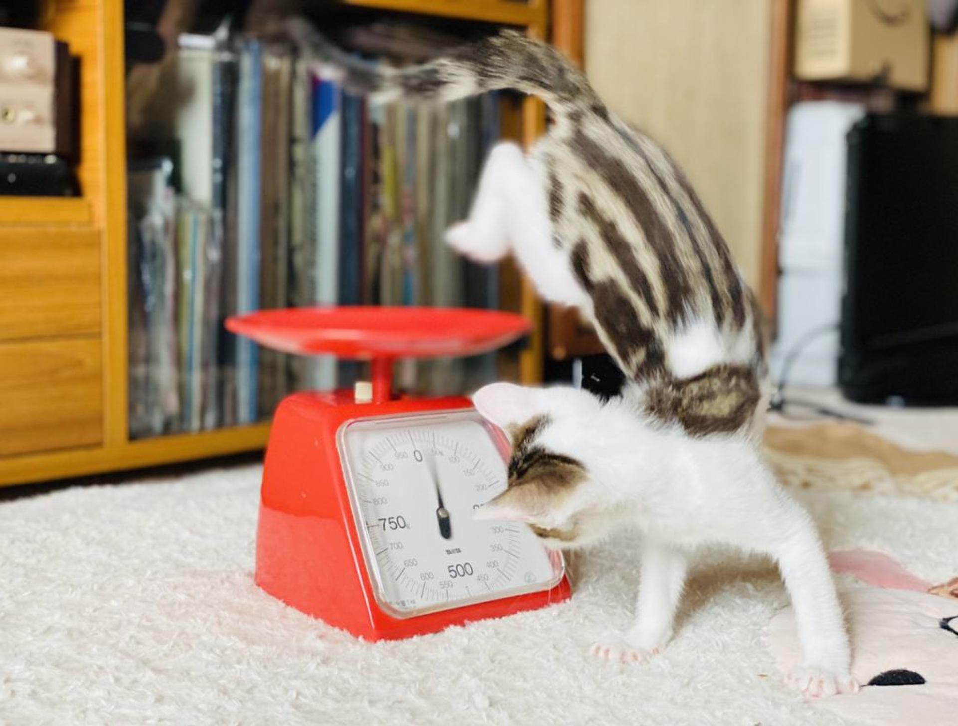pet-image-8