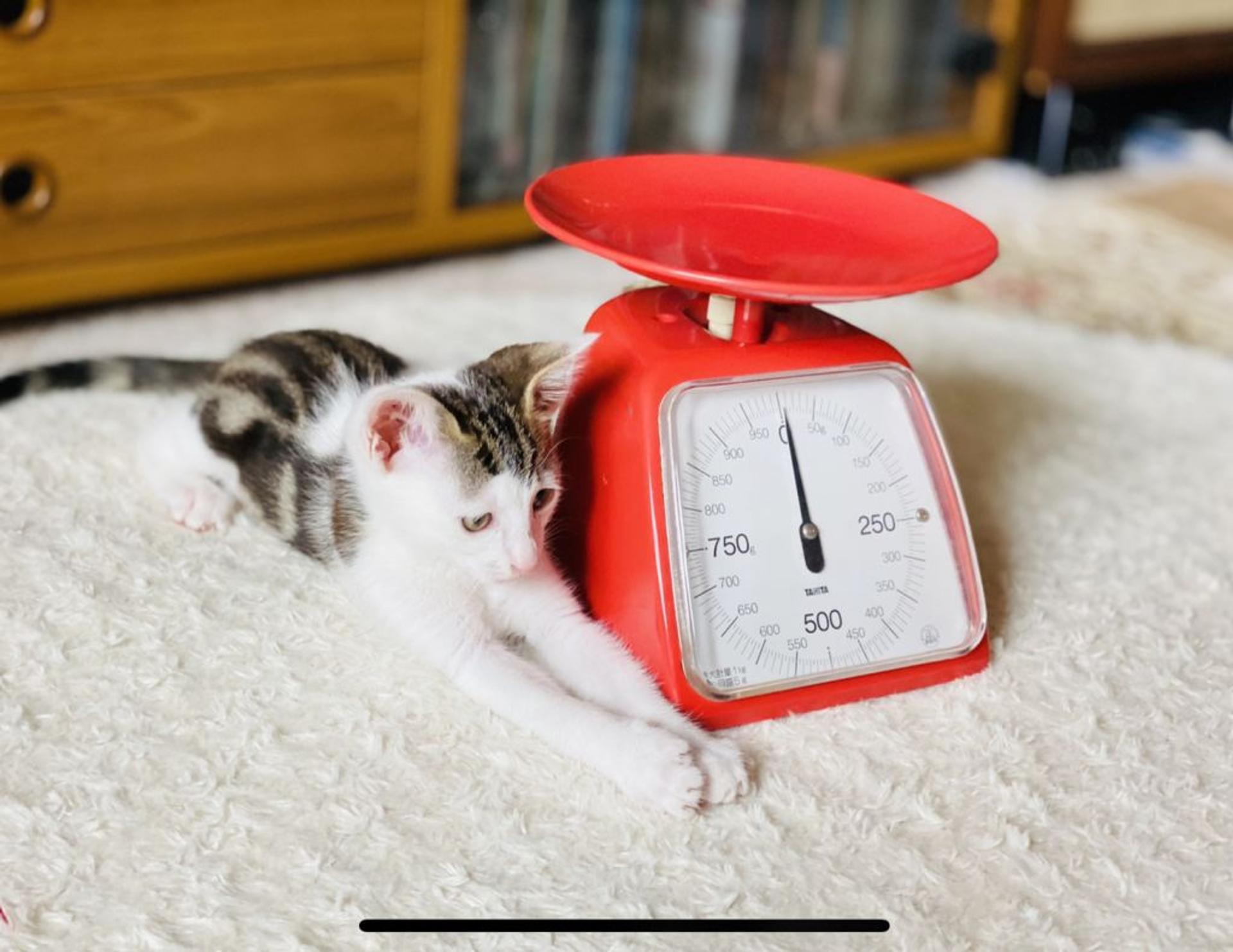 pet-image-10