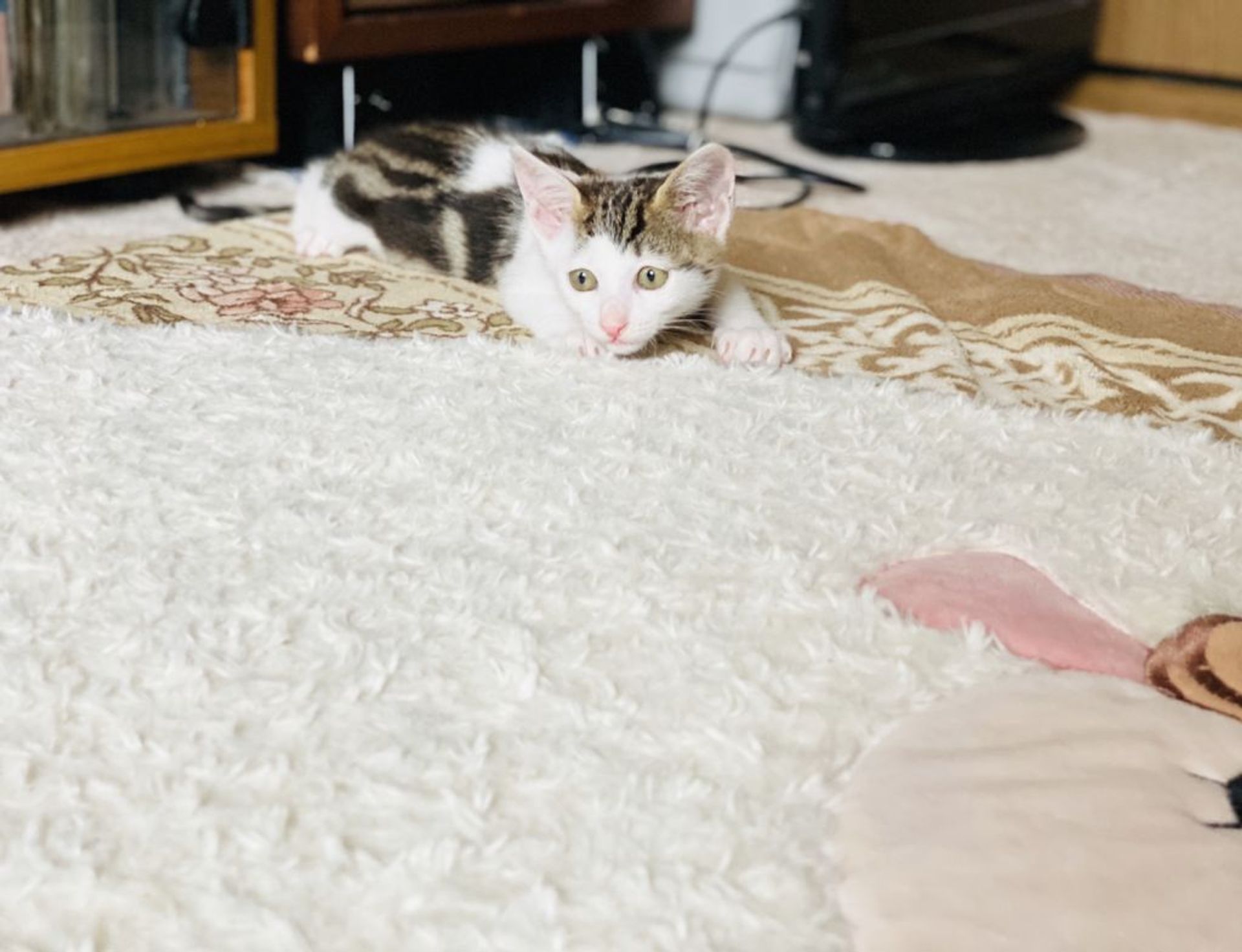 雑種（ミックス猫）・メスの里親募集の写真