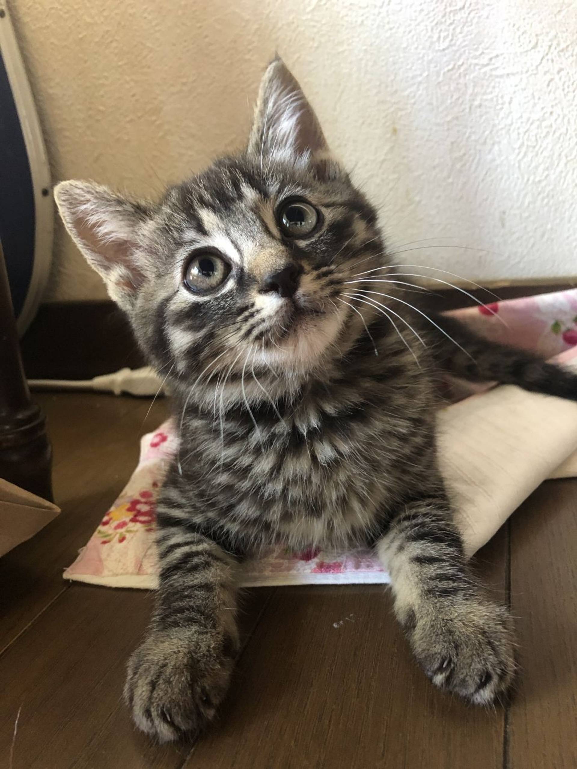 雑種（ミックス猫）・オスの里親募集の写真
