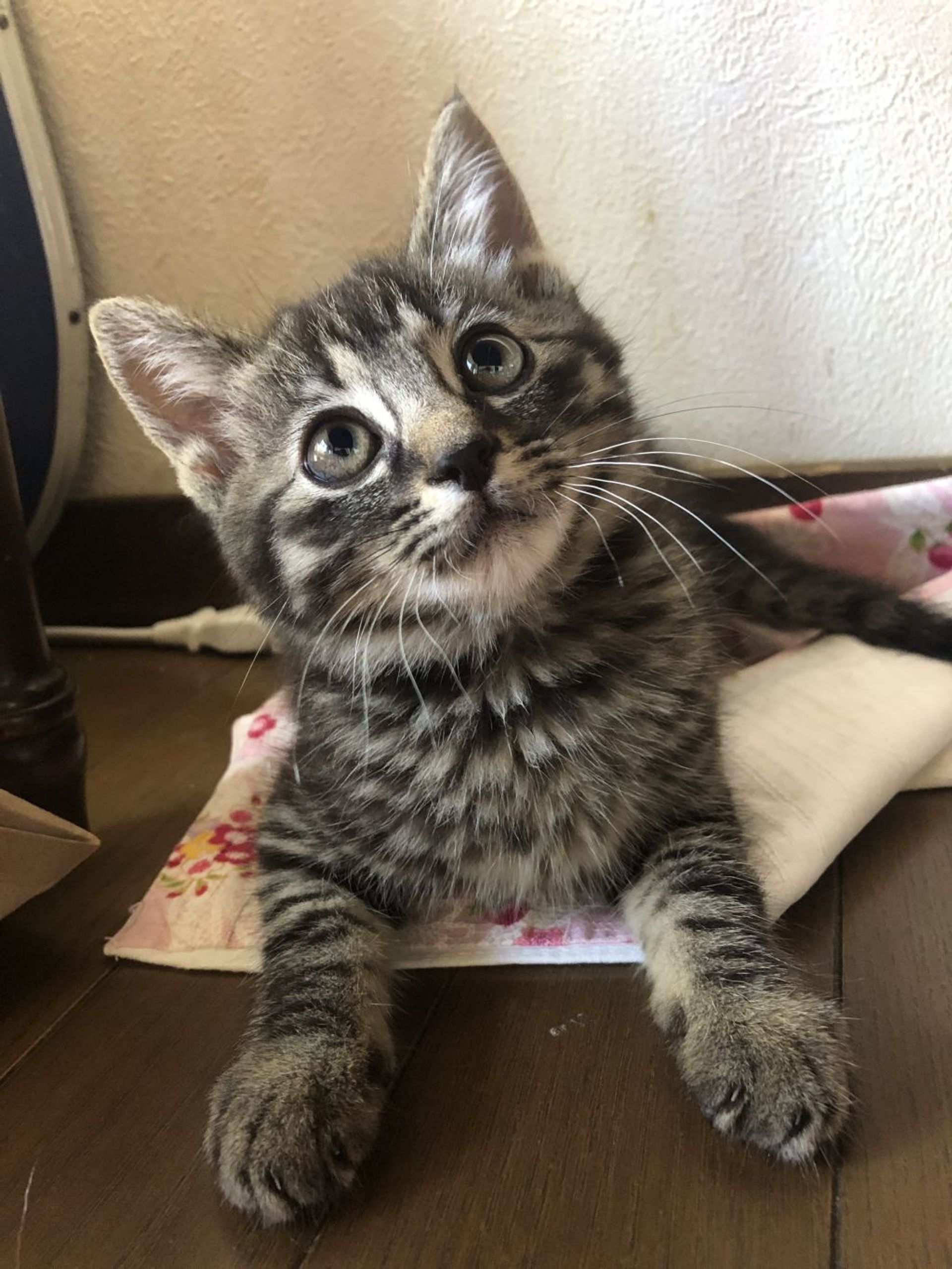 雑種（ミックス猫）・オスの里親募集の写真