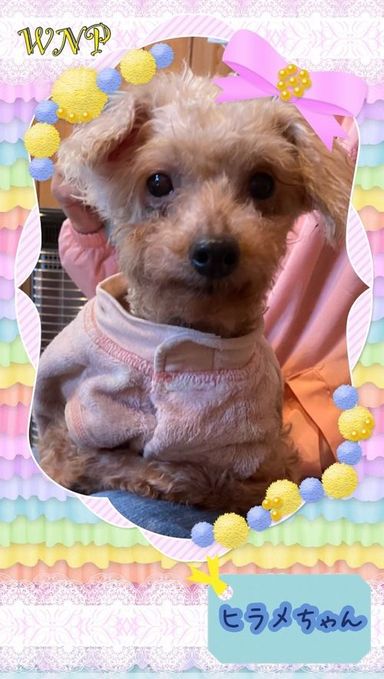 ひらめちゃん