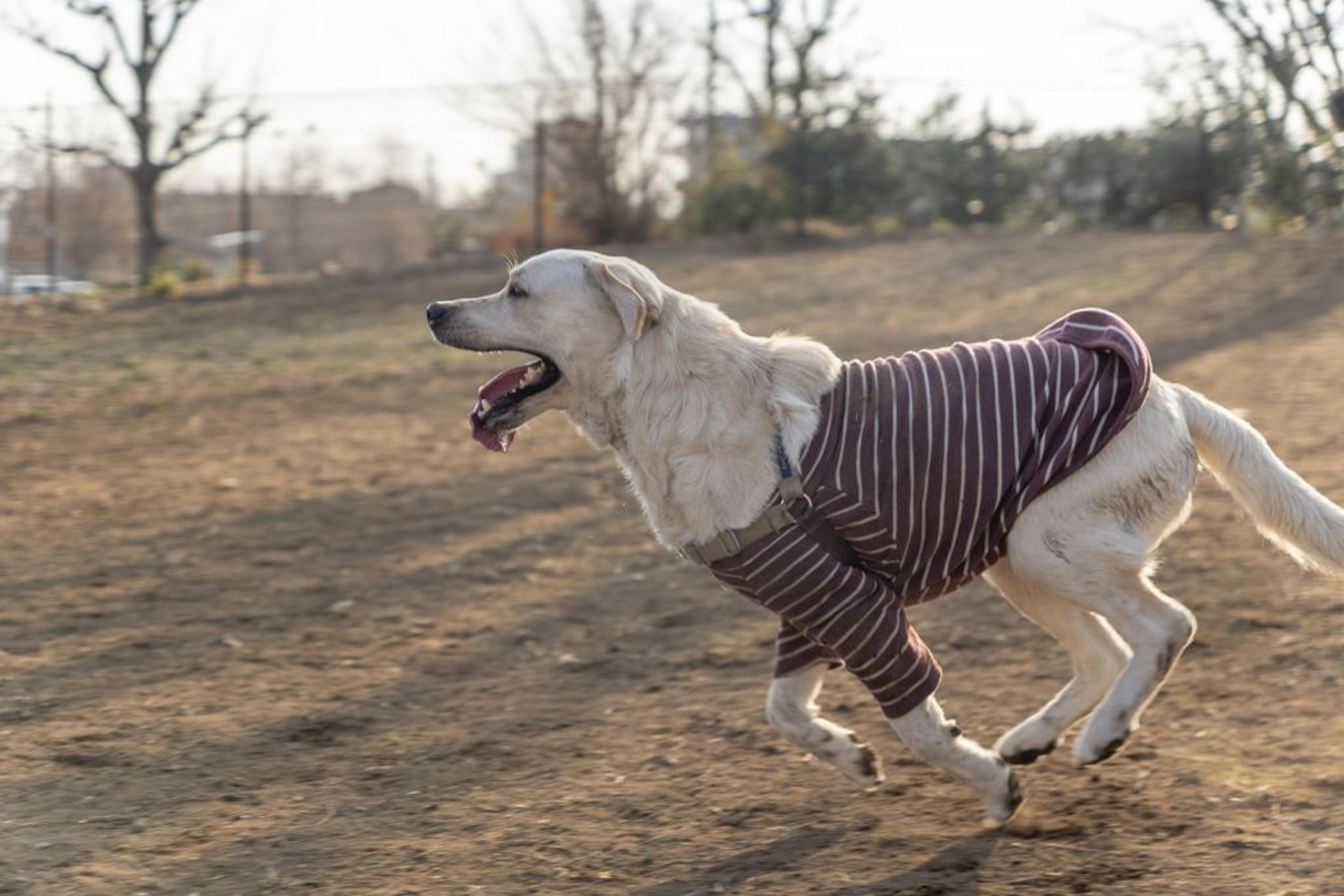 pet-image-3