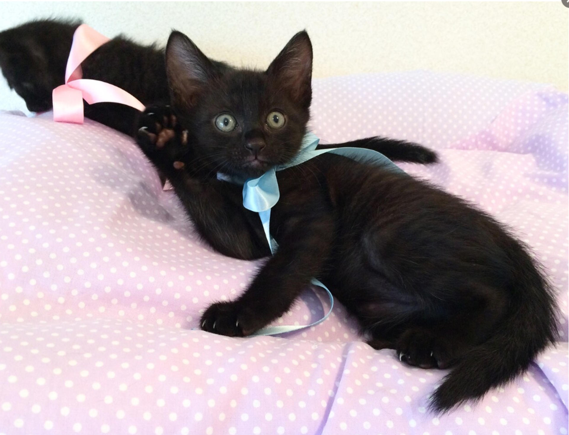 pet-image-4