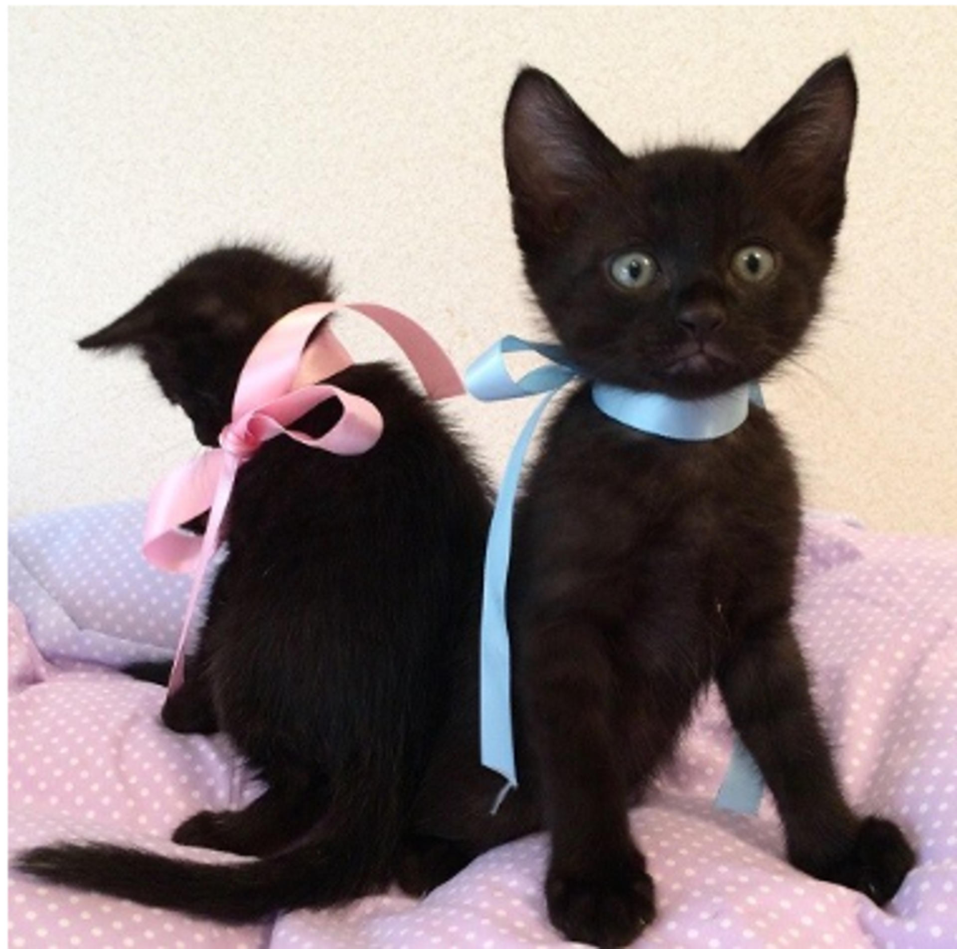 pet-image-5