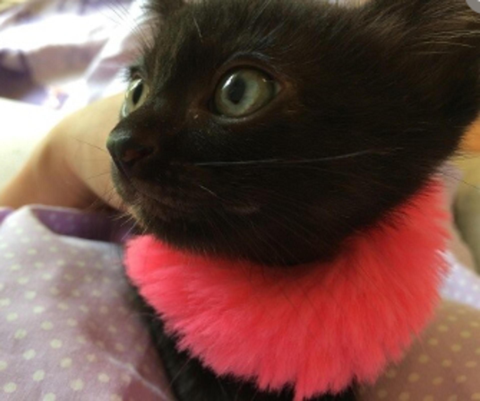 pet-image-3