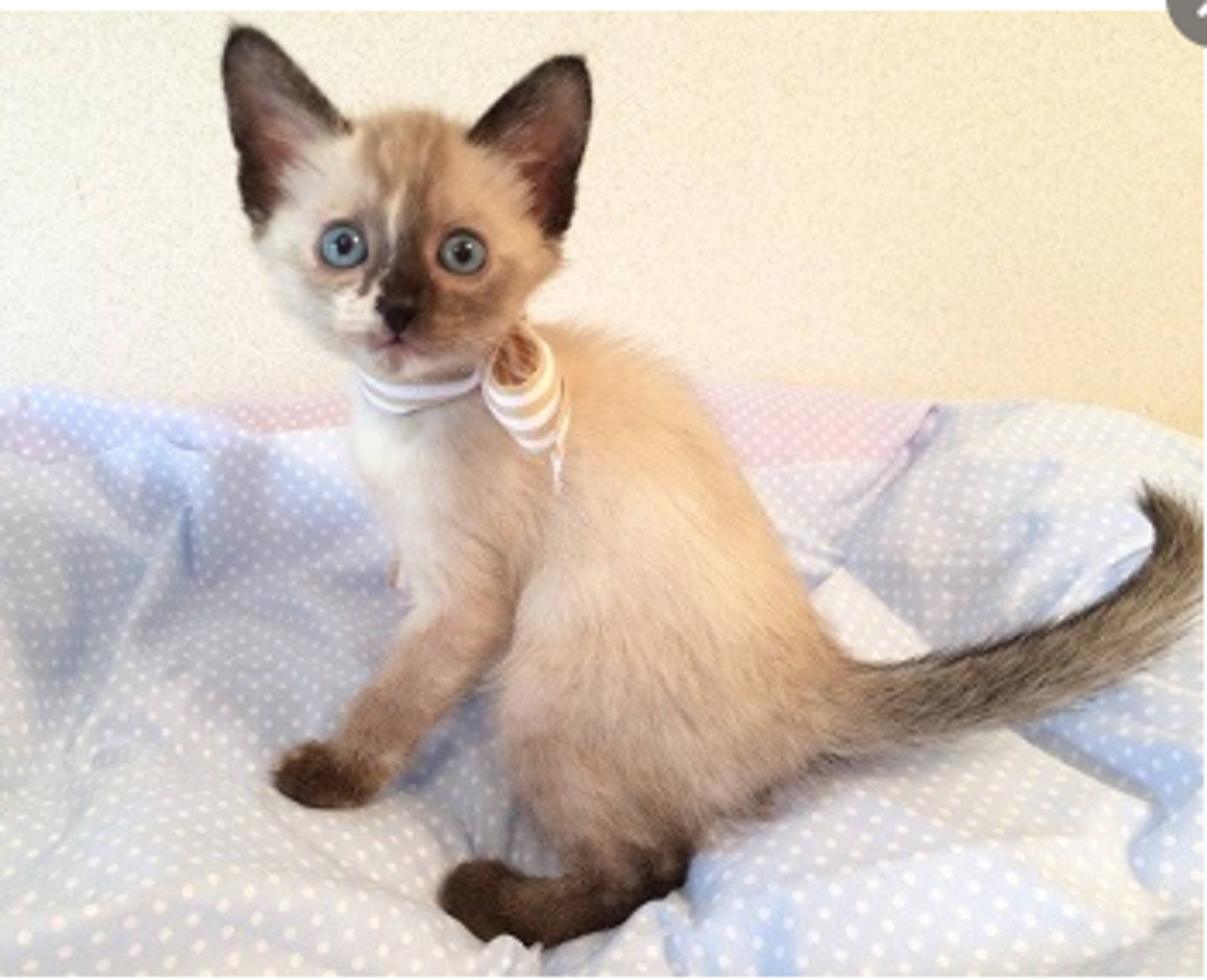 雑種（ミックス猫）・メスの里親募集の写真