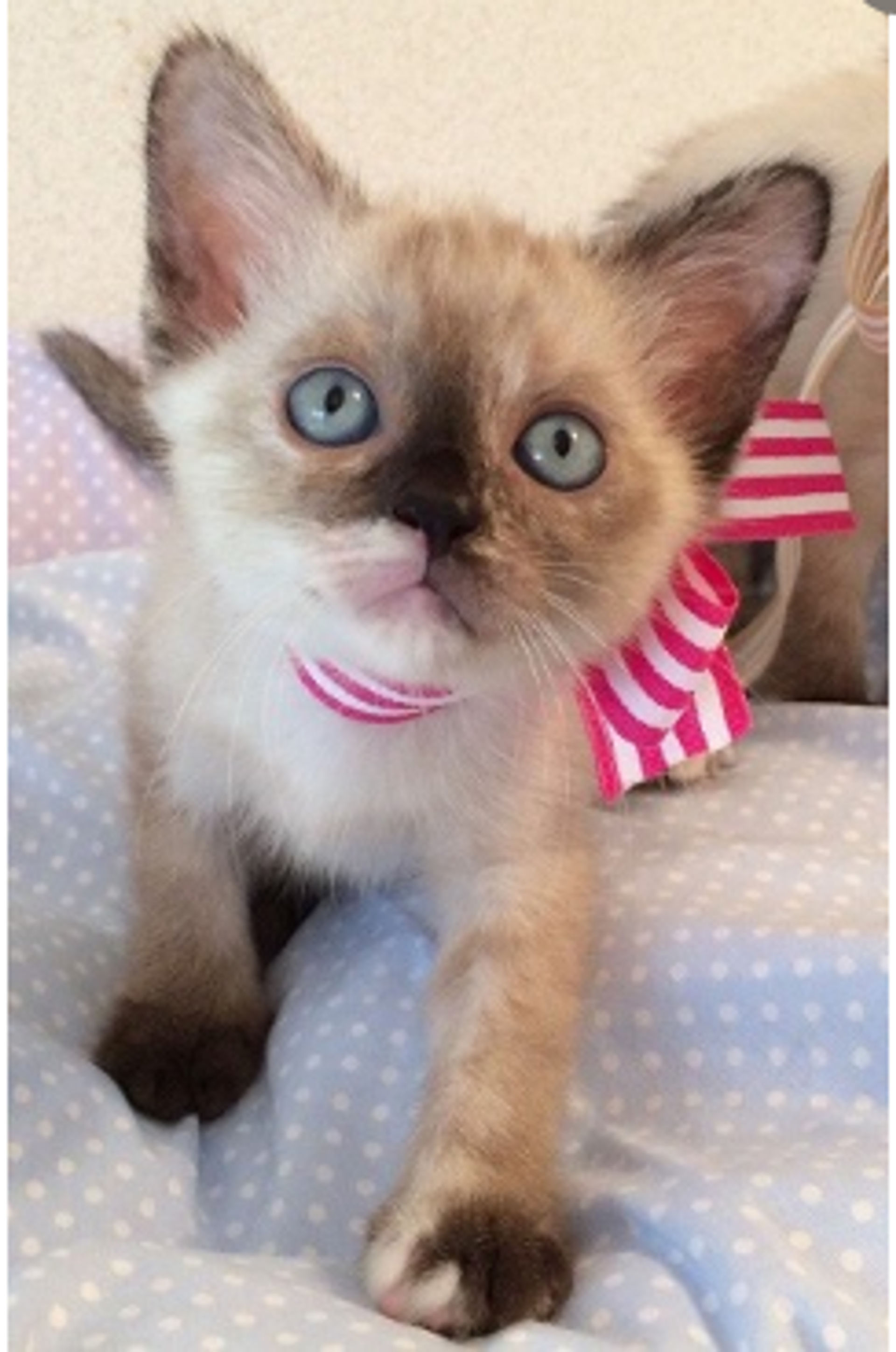 雑種（ミックス猫）・メスの里親募集の写真