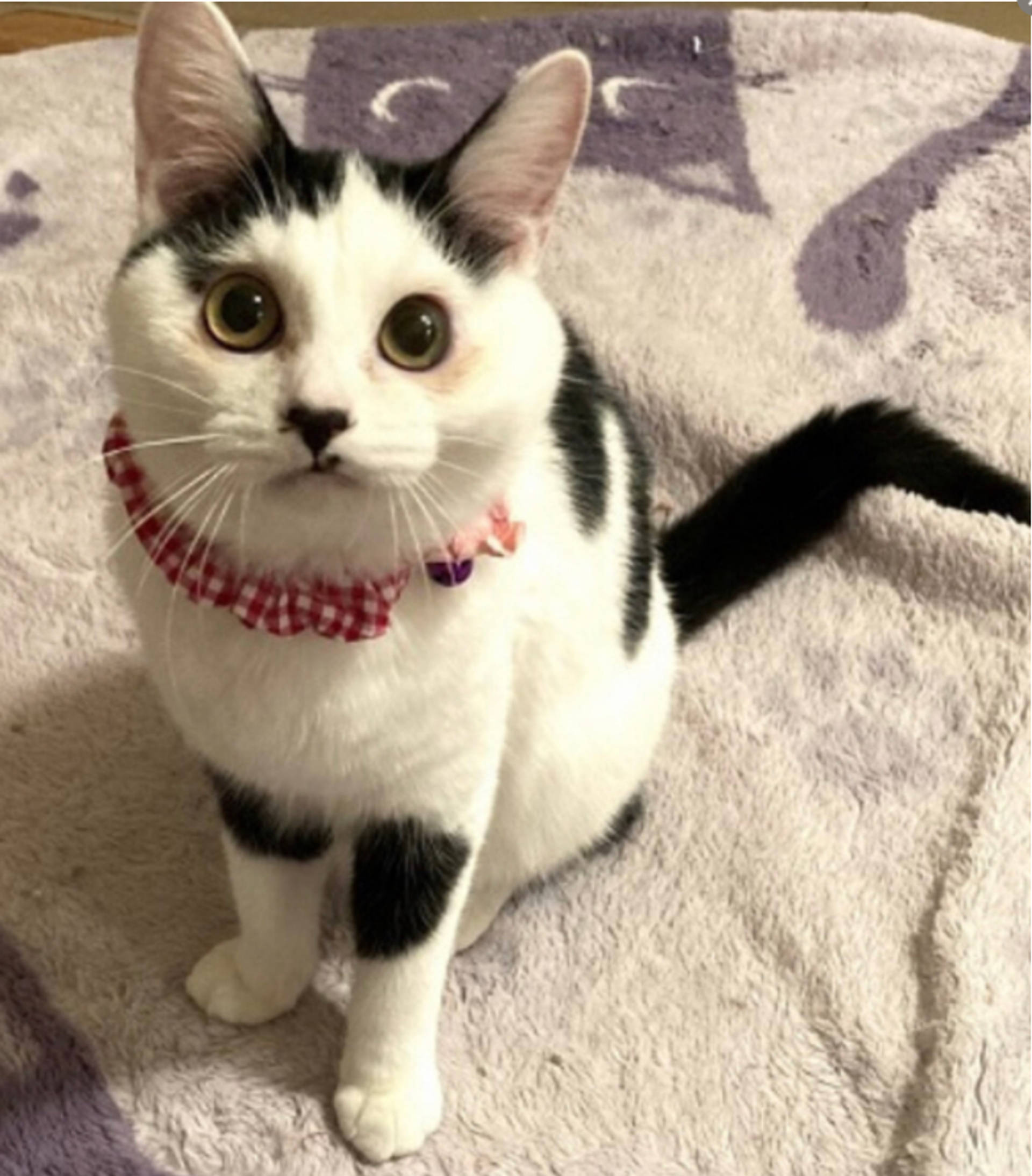 雑種（ミックス猫）・メスの里親募集の写真