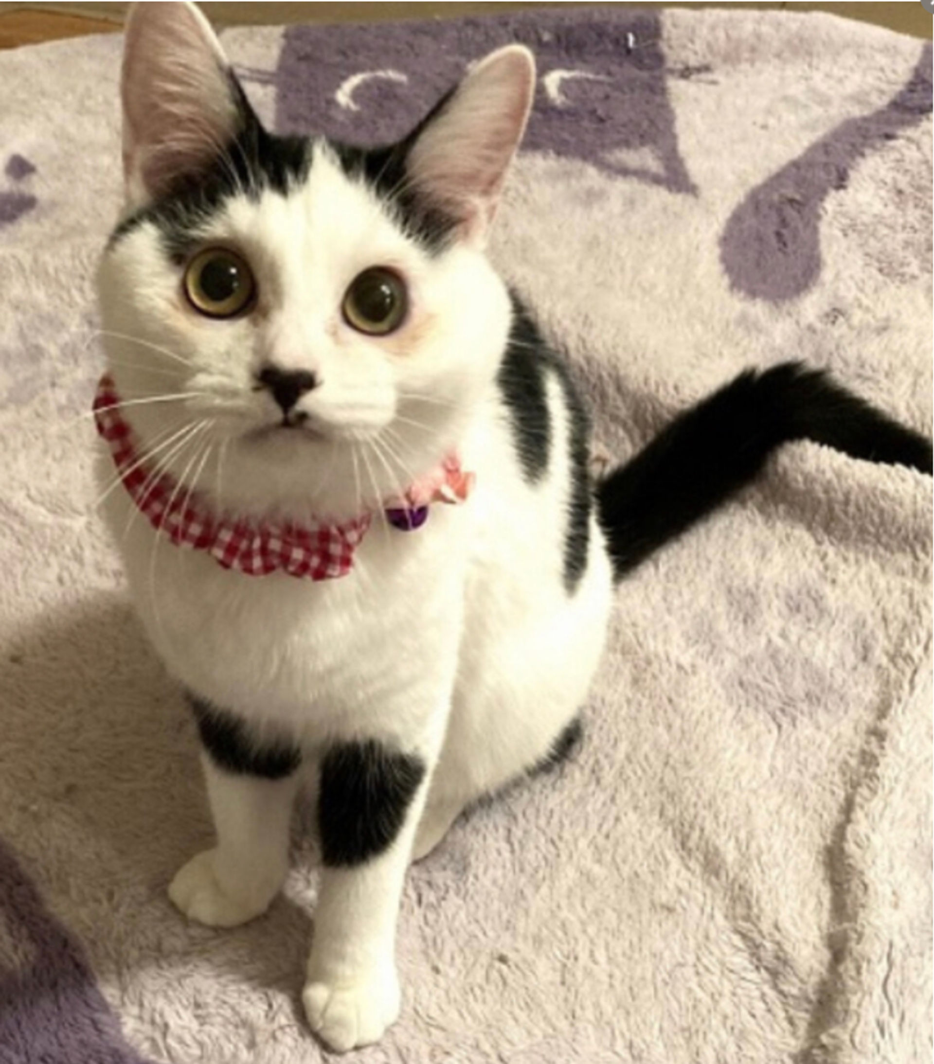 雑種（ミックス猫）・メスの里親募集の写真