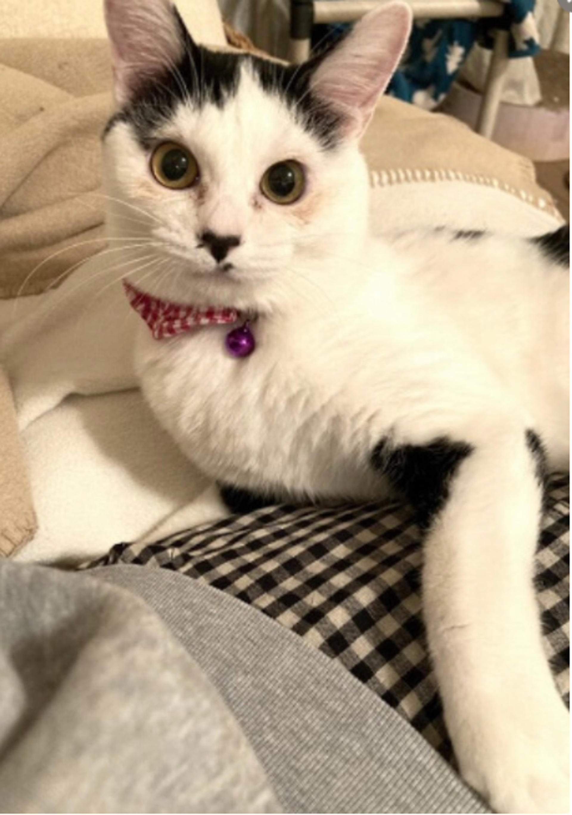 pet-image-2