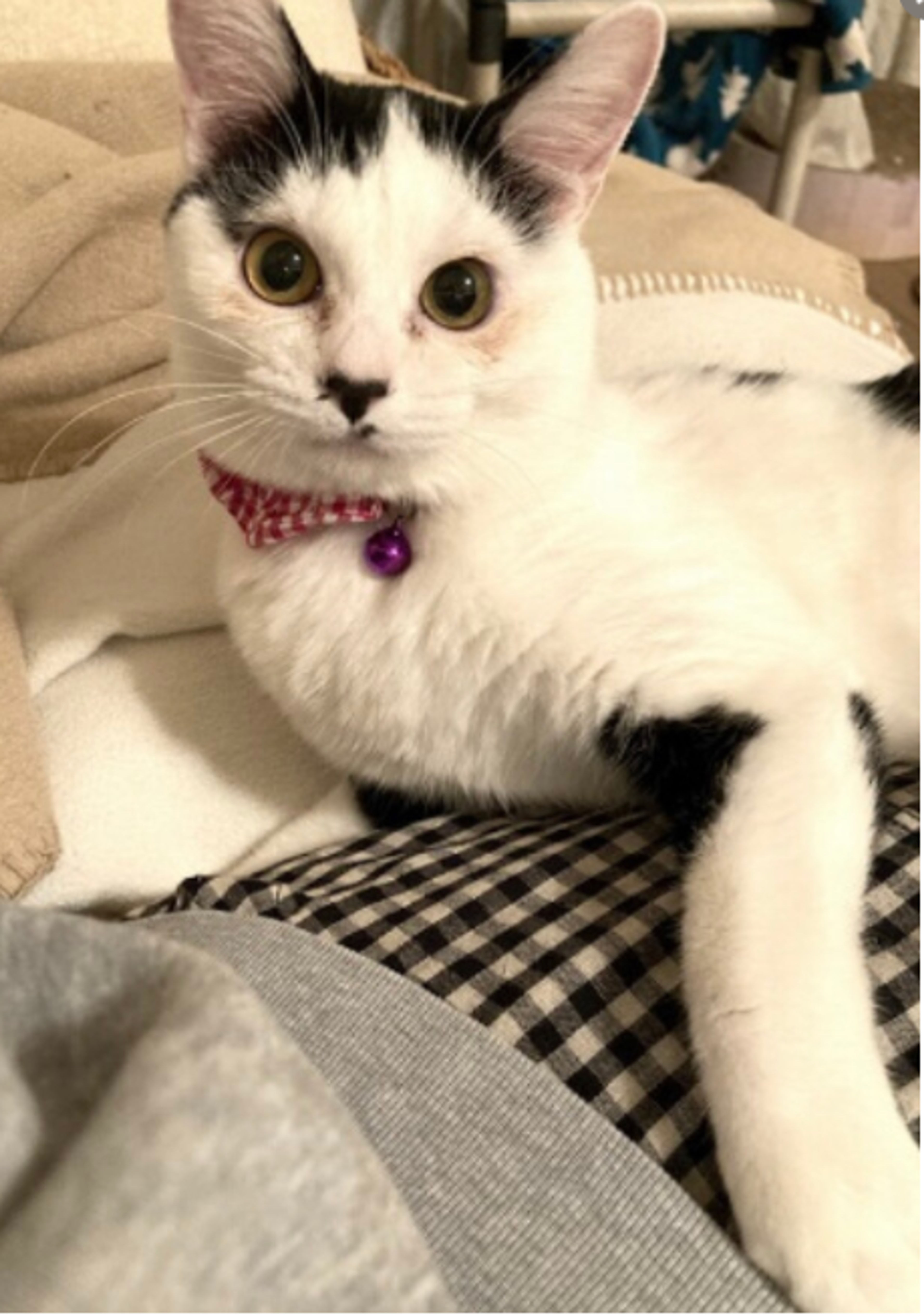 pet-image-2