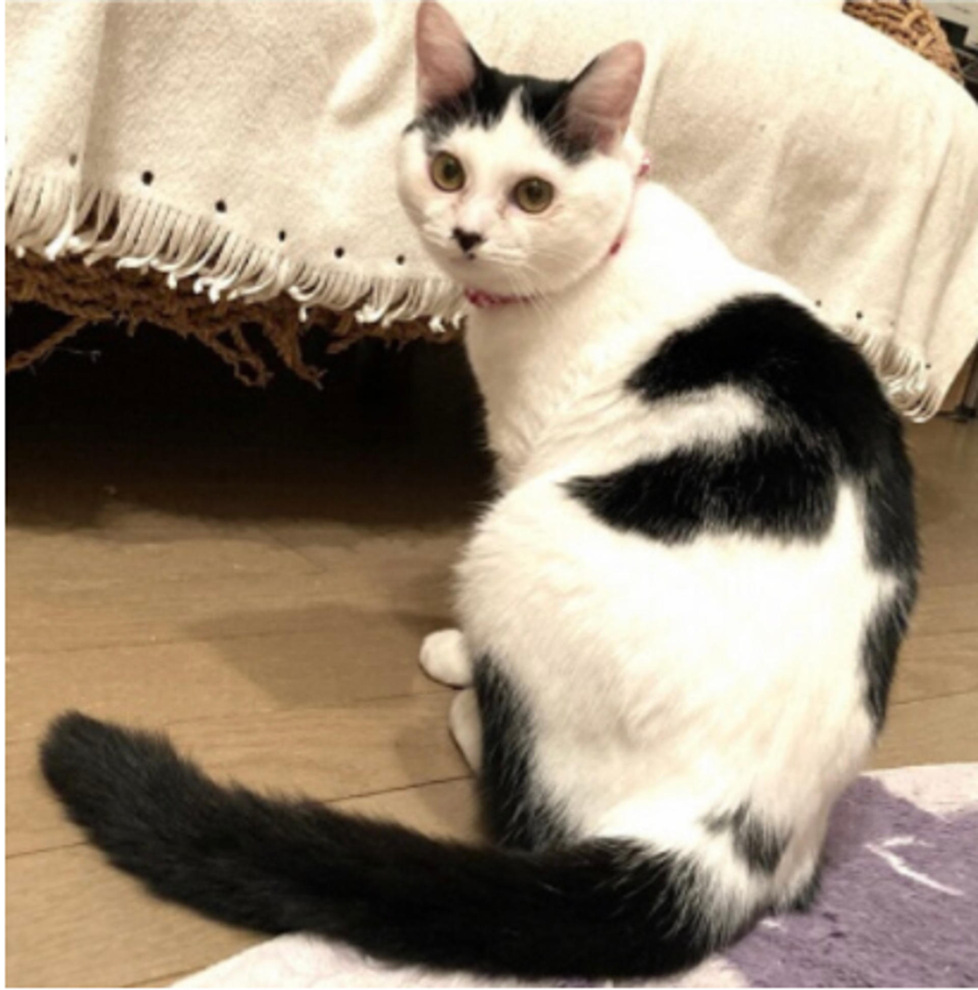 pet-image-3