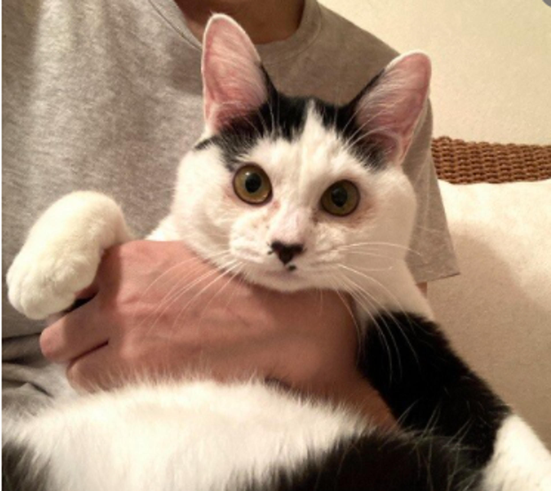 pet-image-4