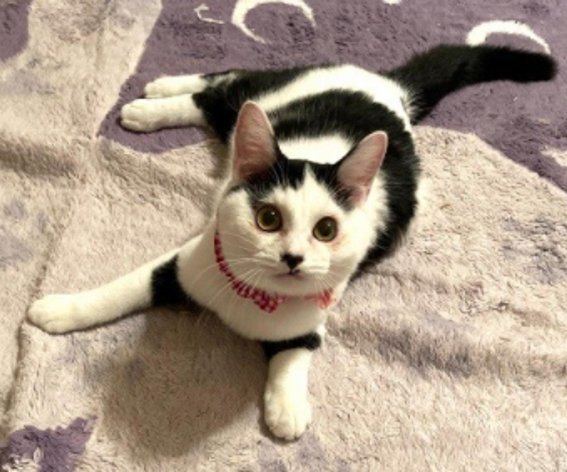 pet-image-5