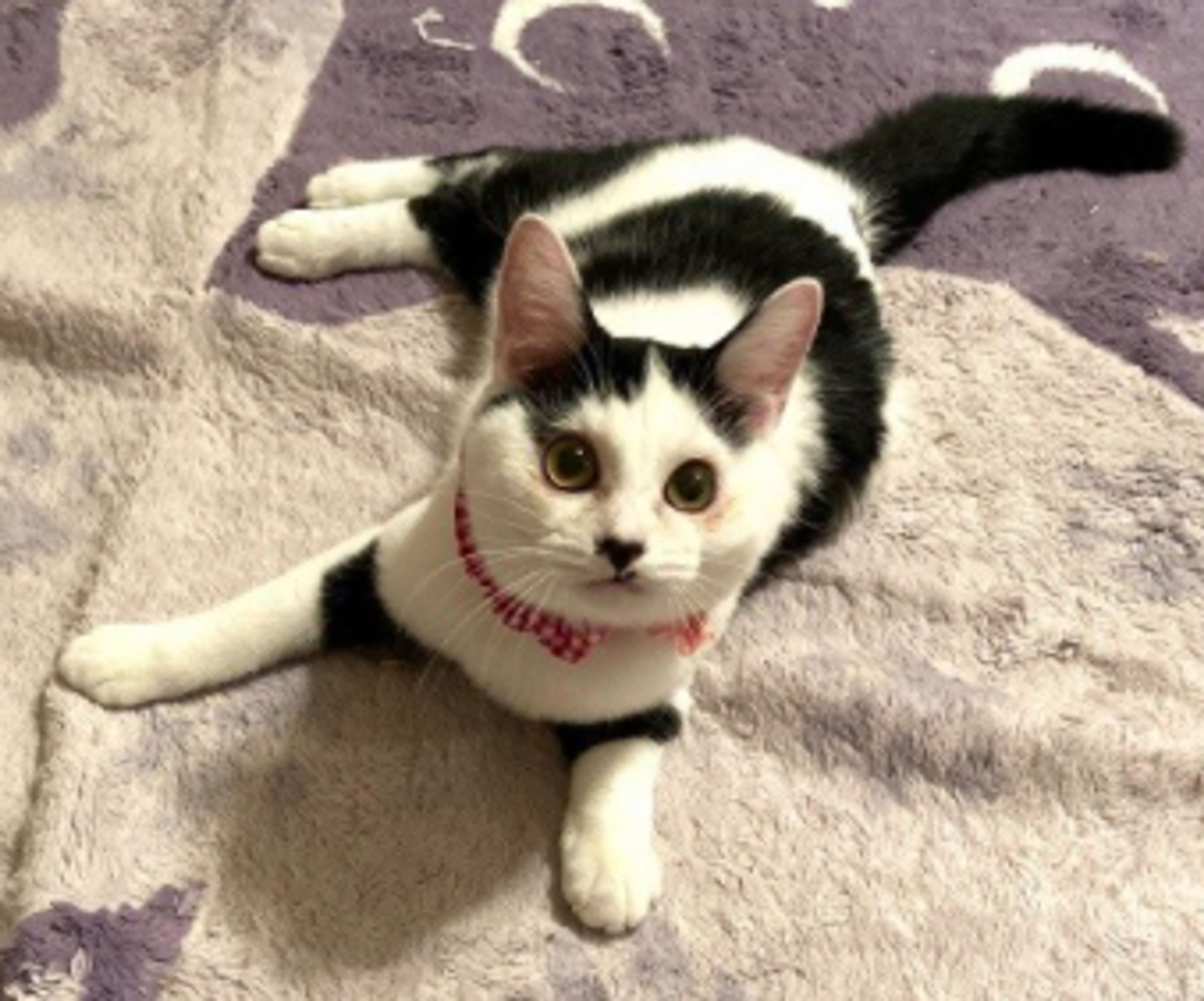 pet-image-5