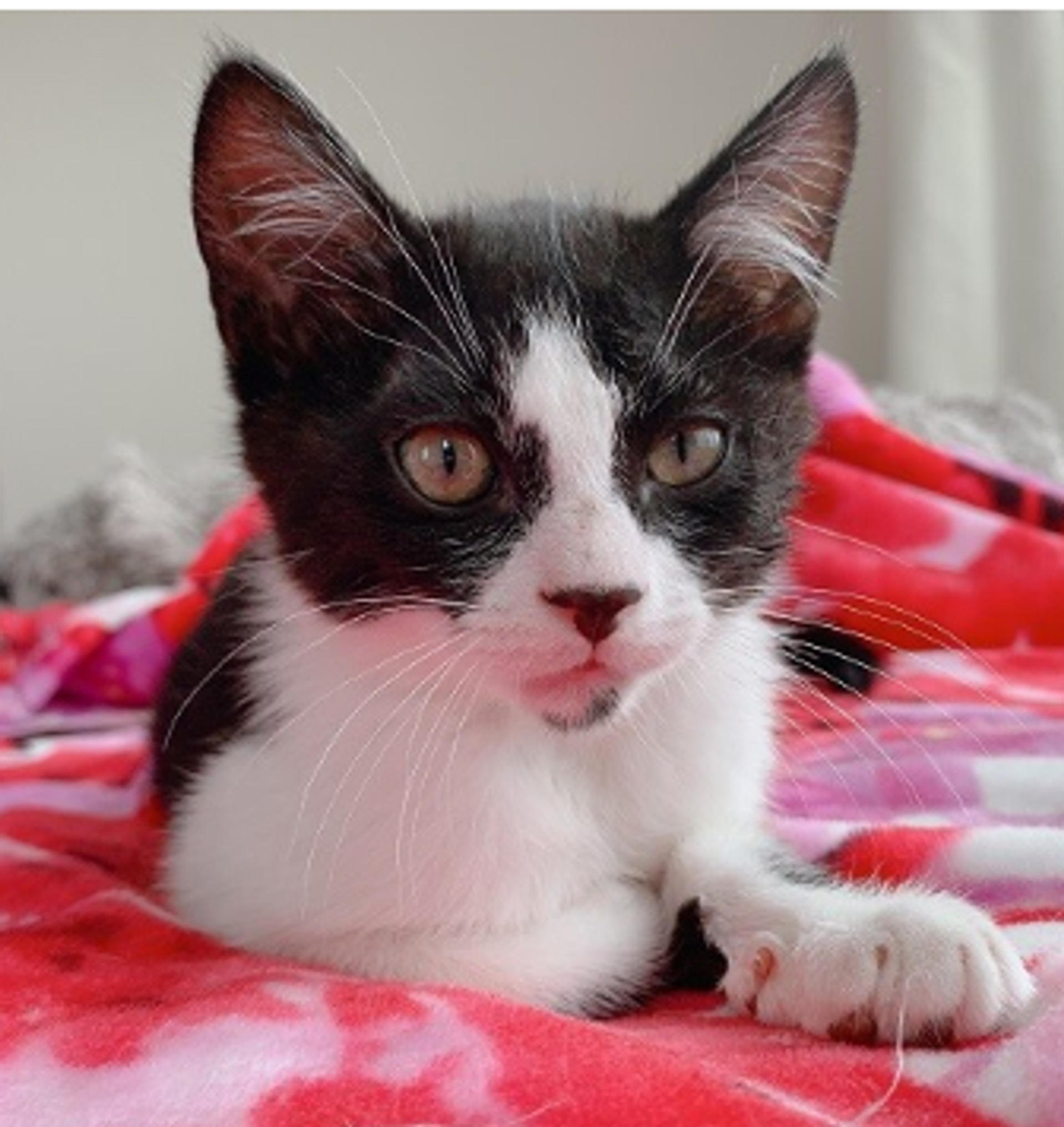 pet-image-3