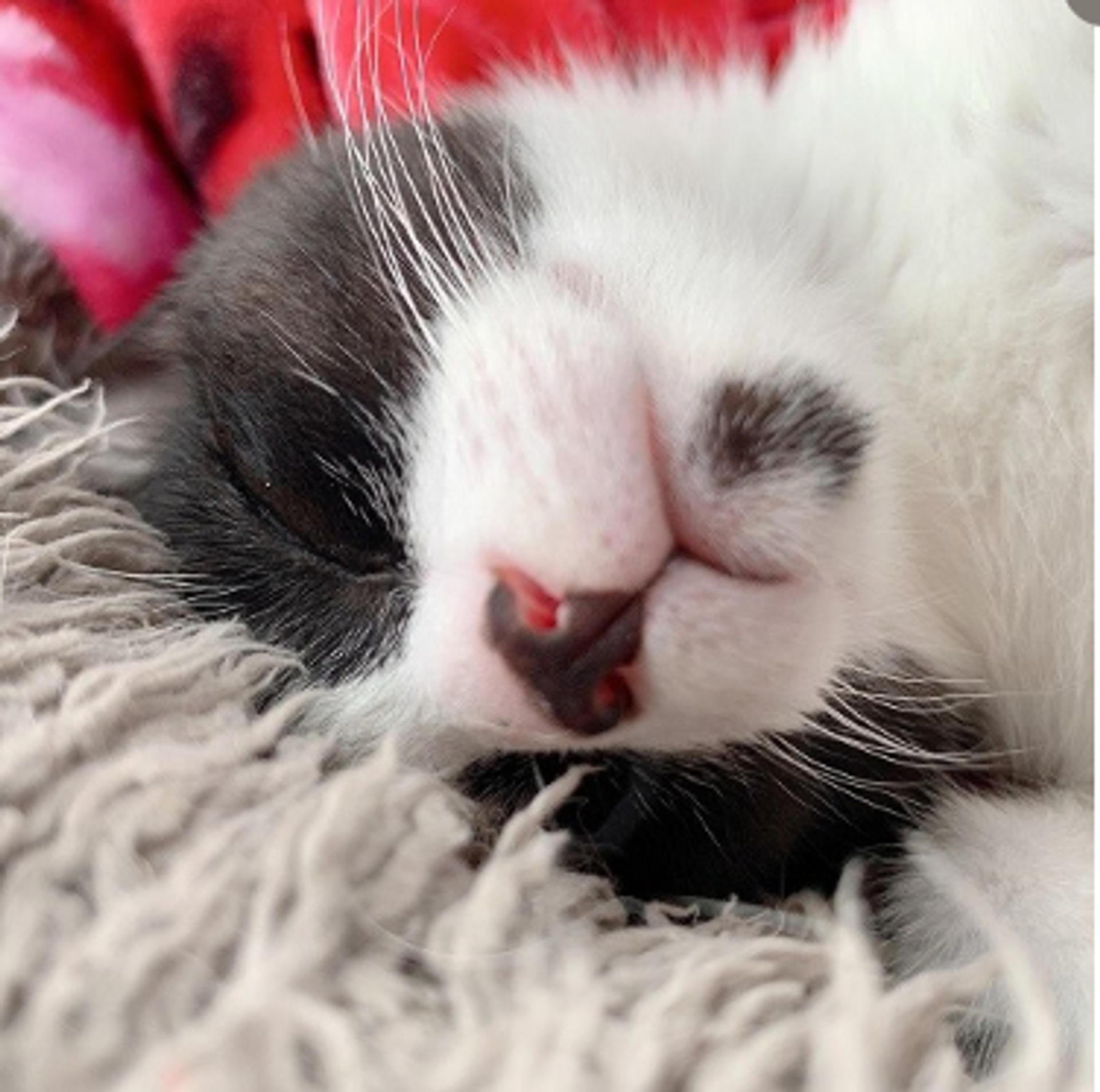pet-image-5