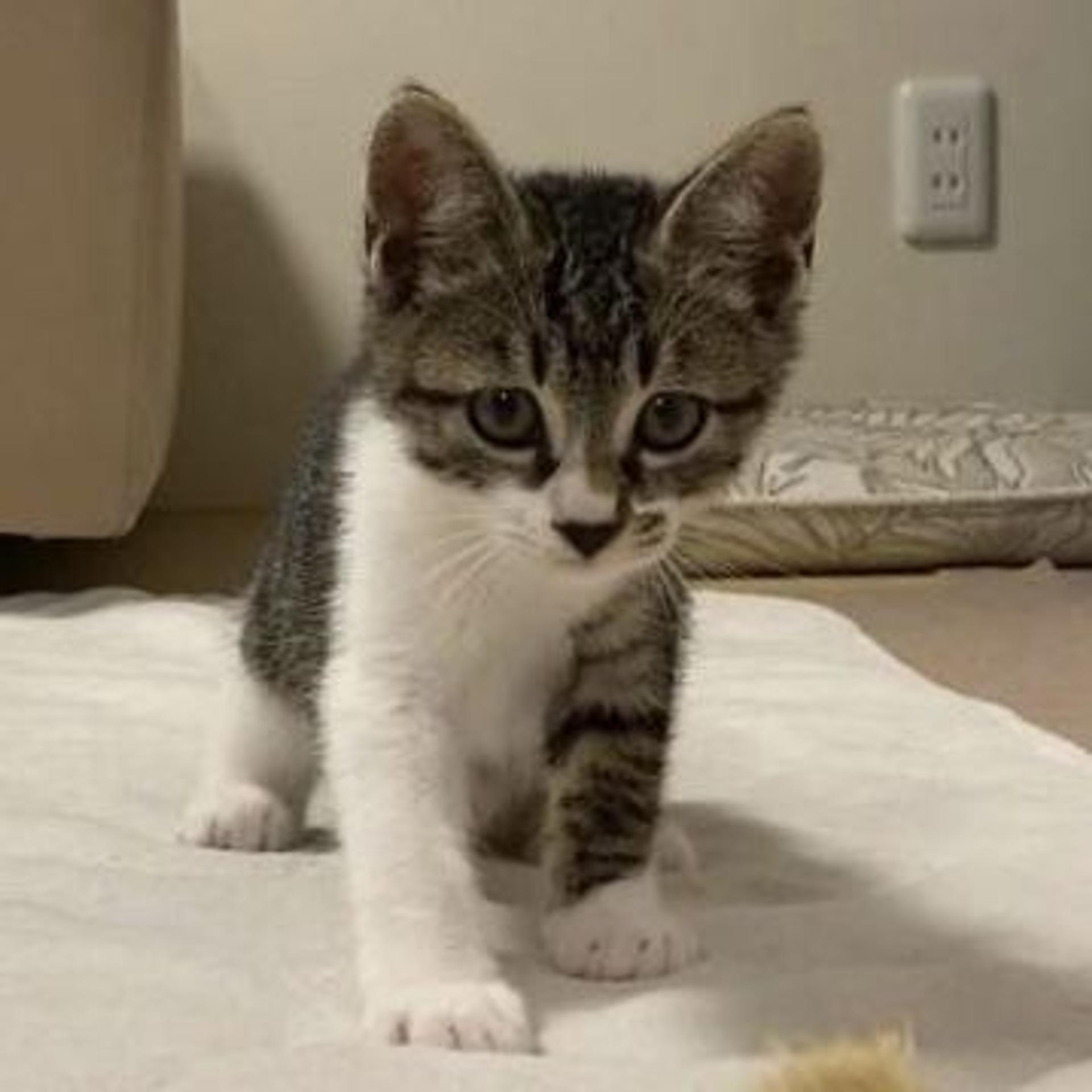 pet-image-3