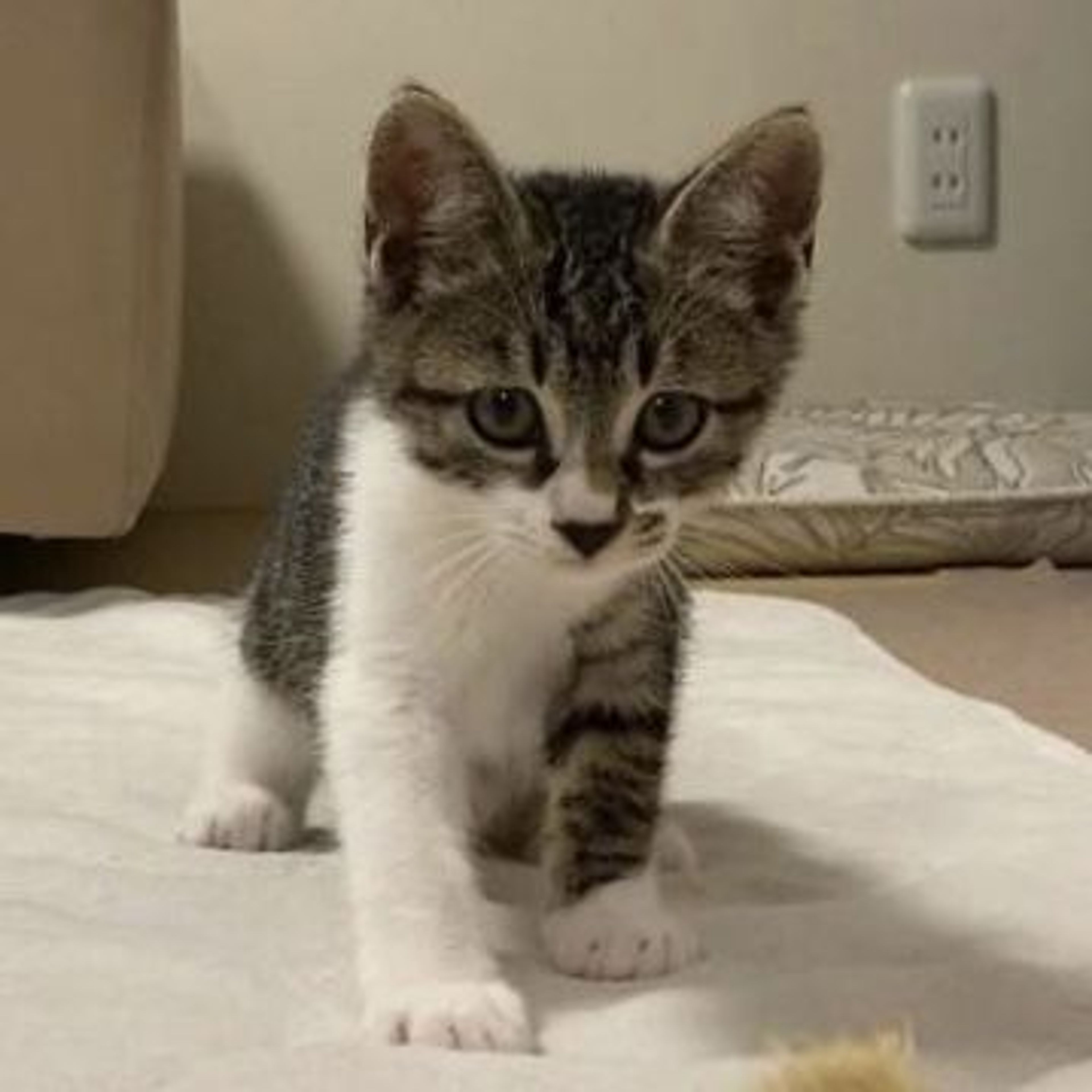 pet-image-3