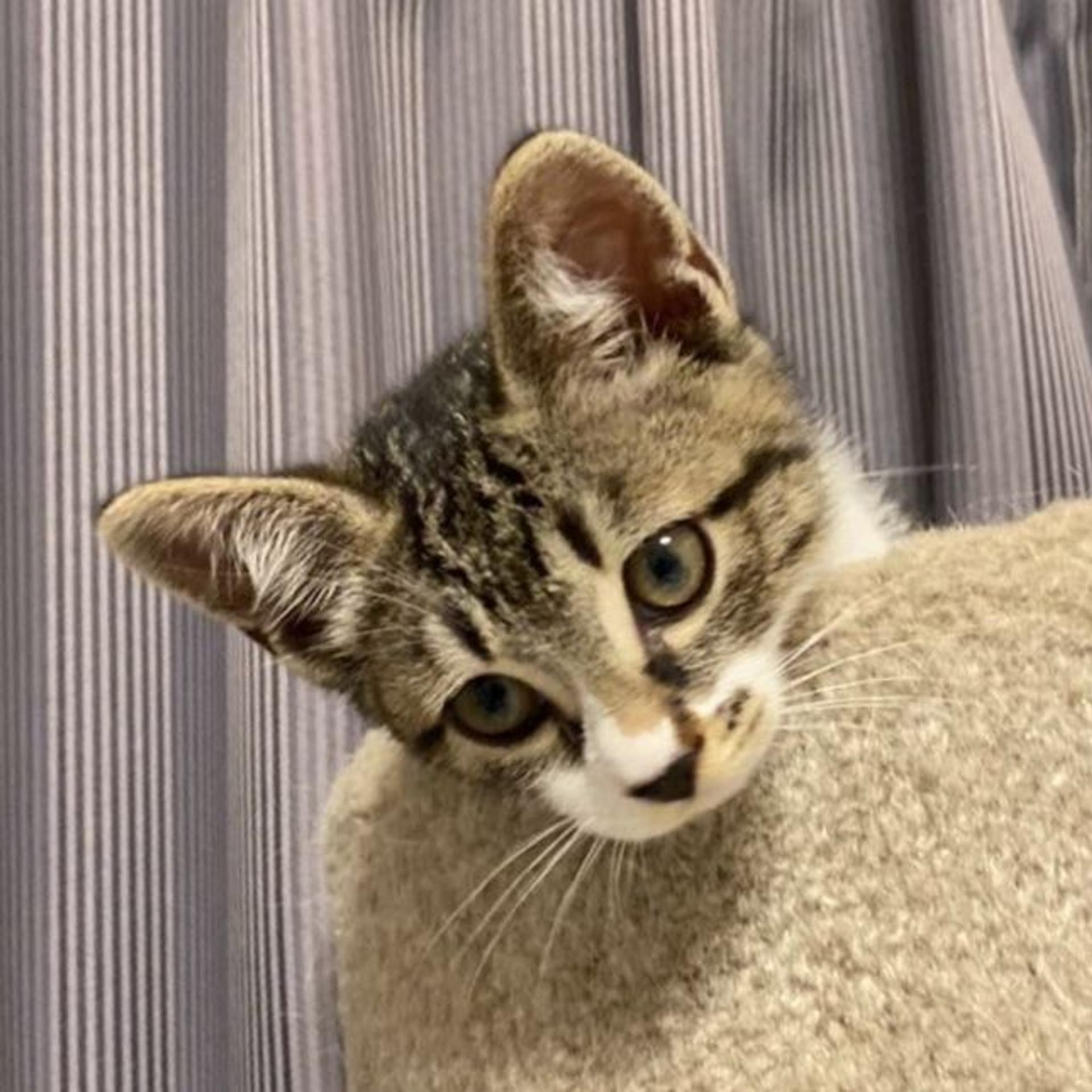 pet-image-4