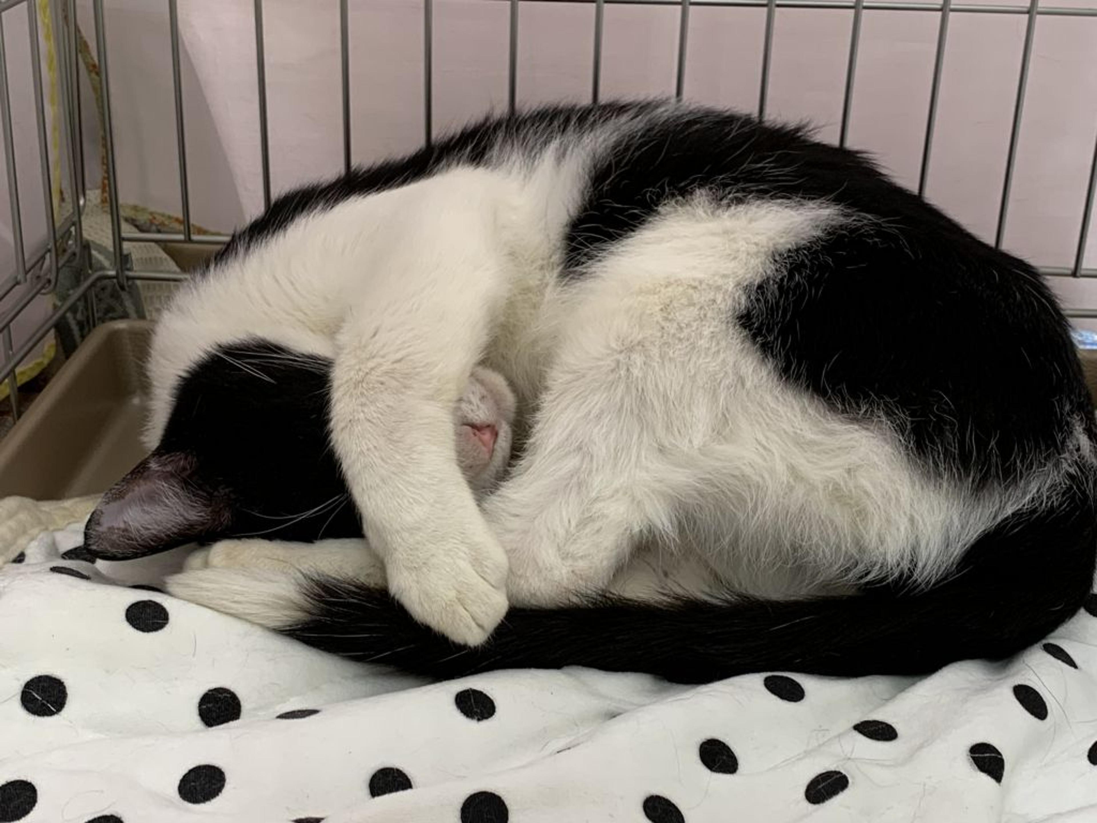 pet-image-2