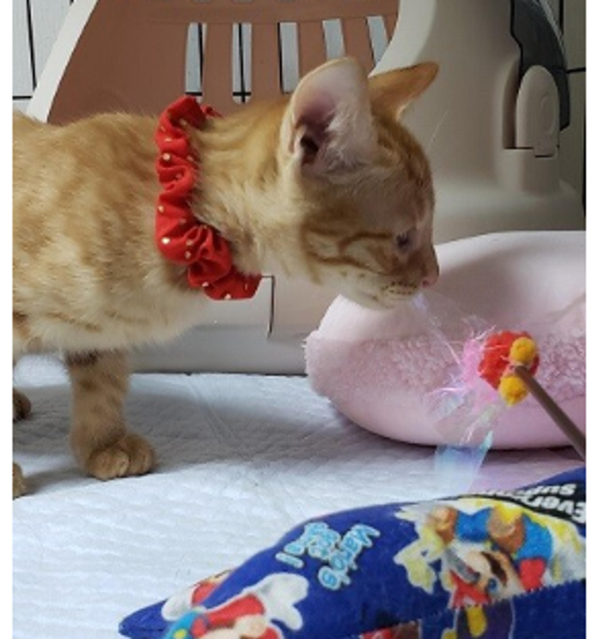 pet-image-3