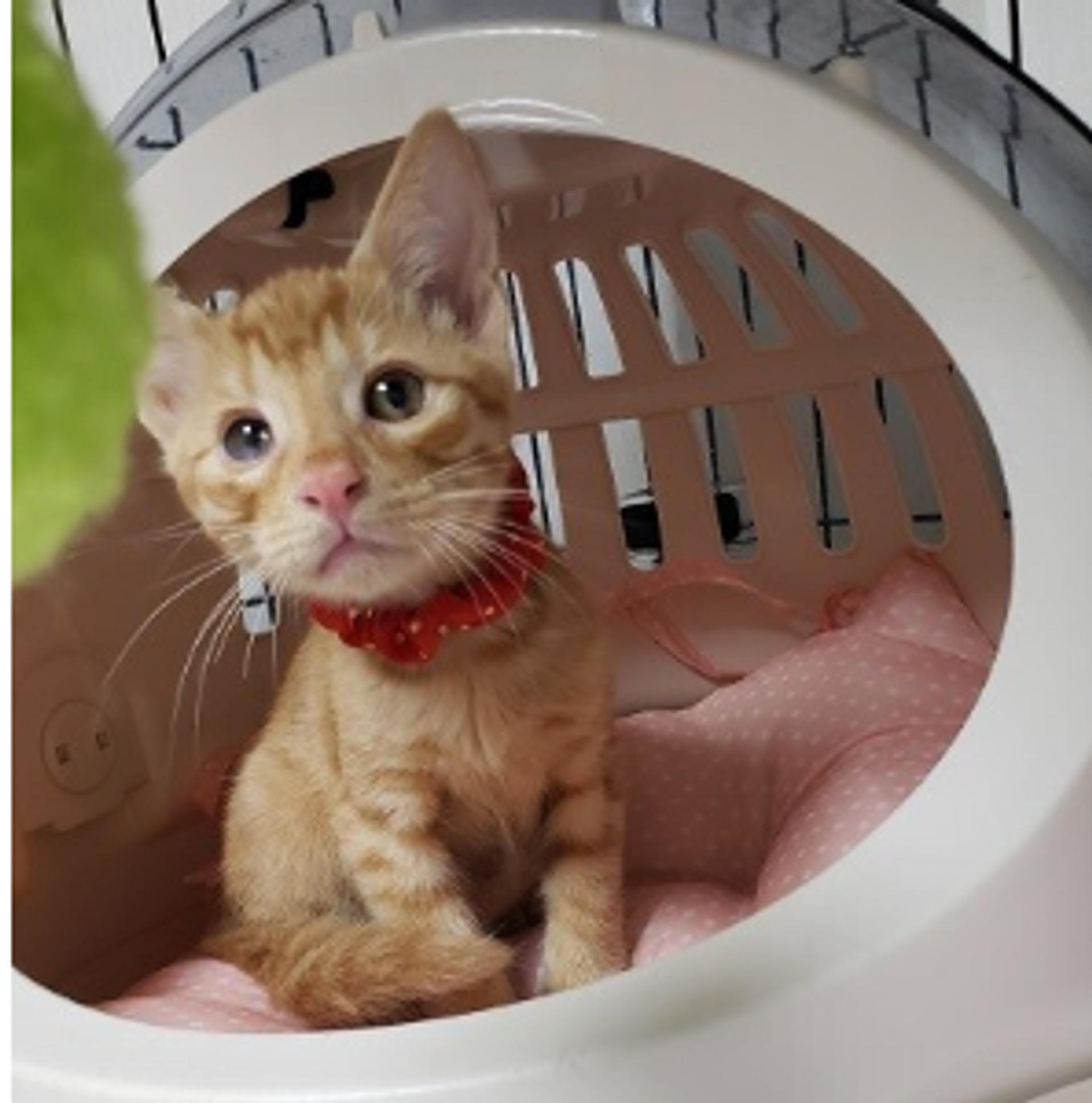 pet-image-5
