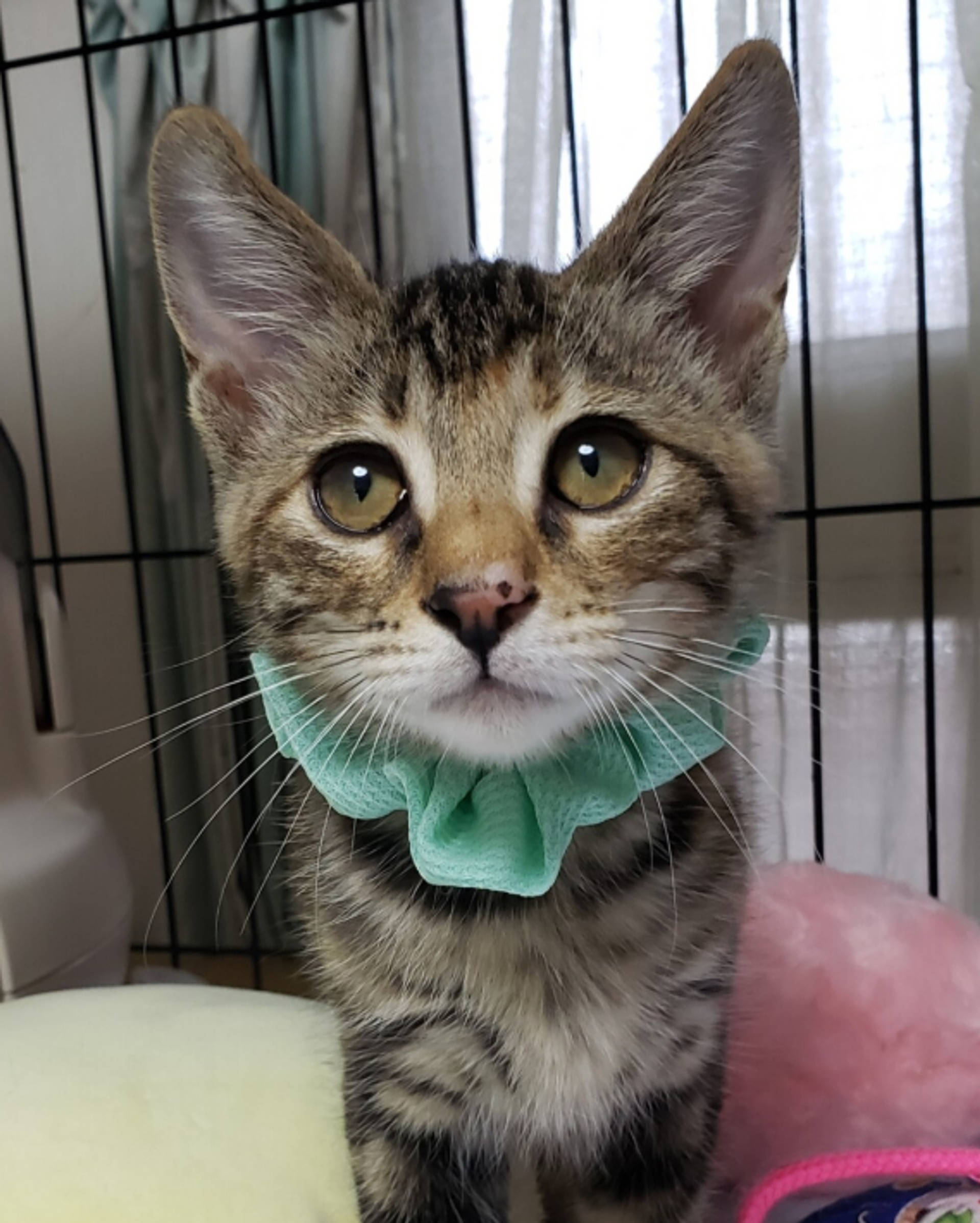 雑種（ミックス猫）・メスの里親募集の写真