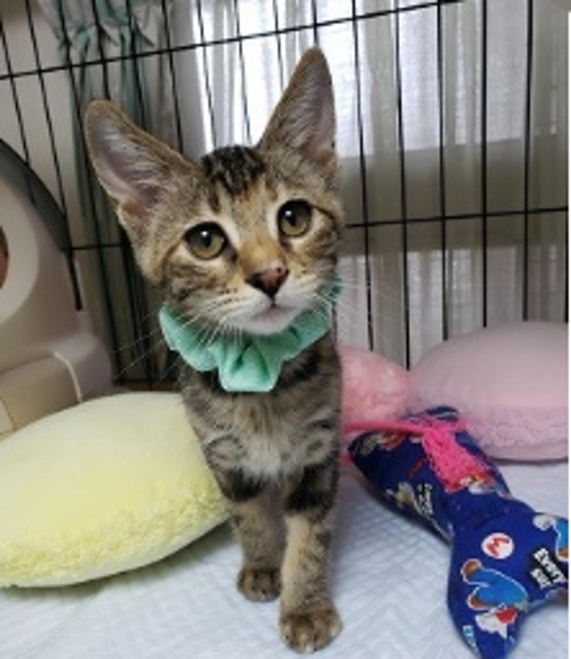 pet-image-3