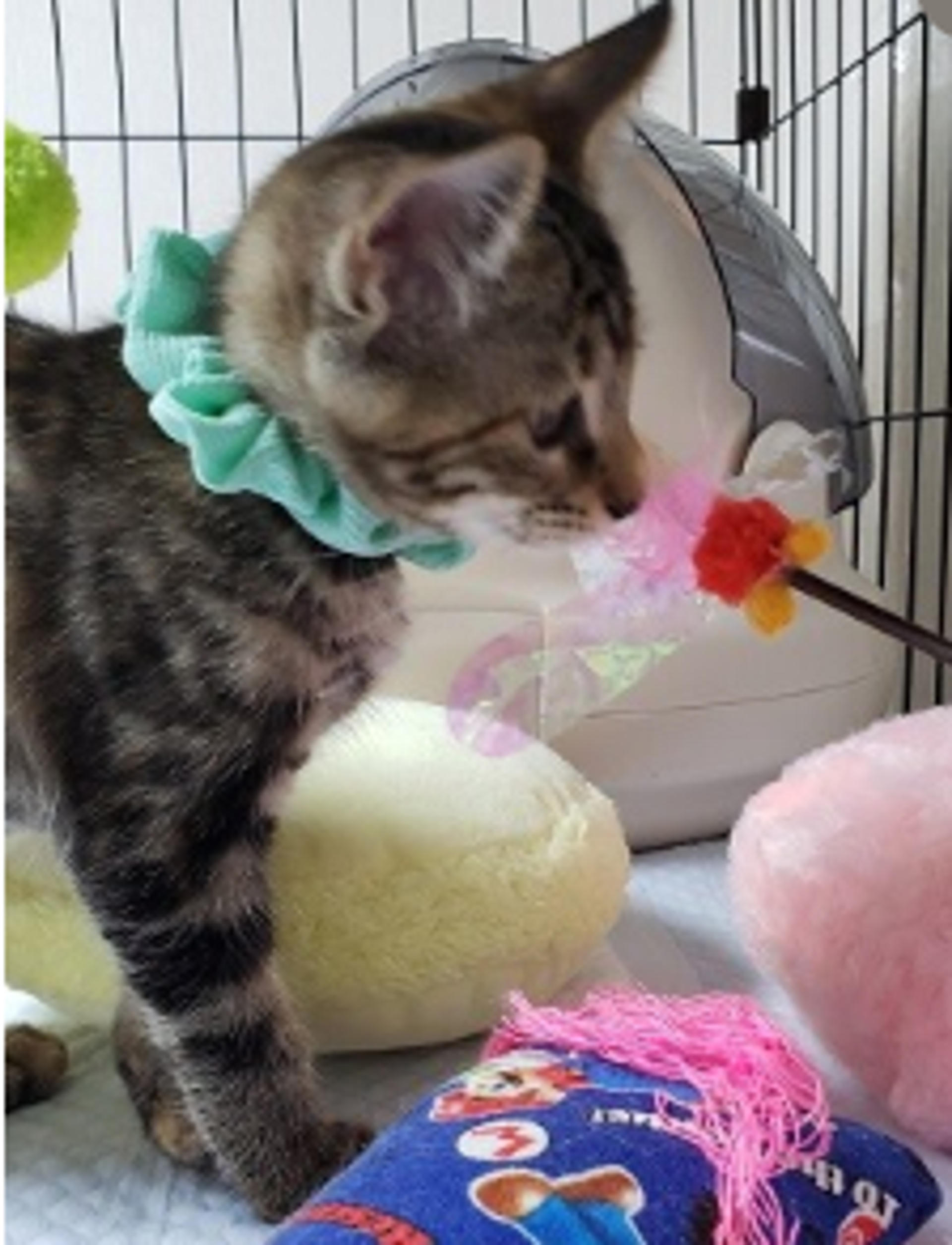 pet-image-4