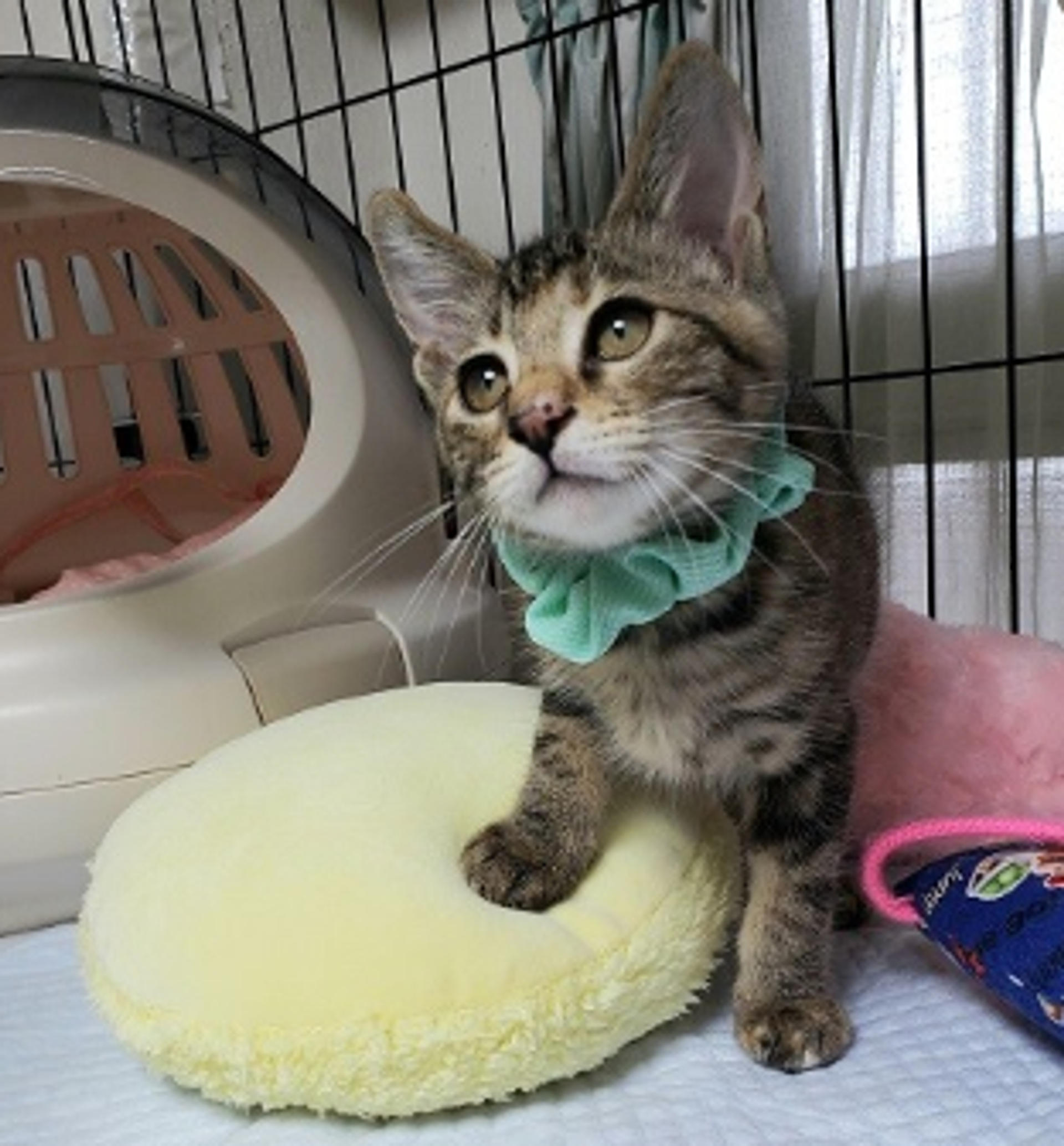 pet-image-5