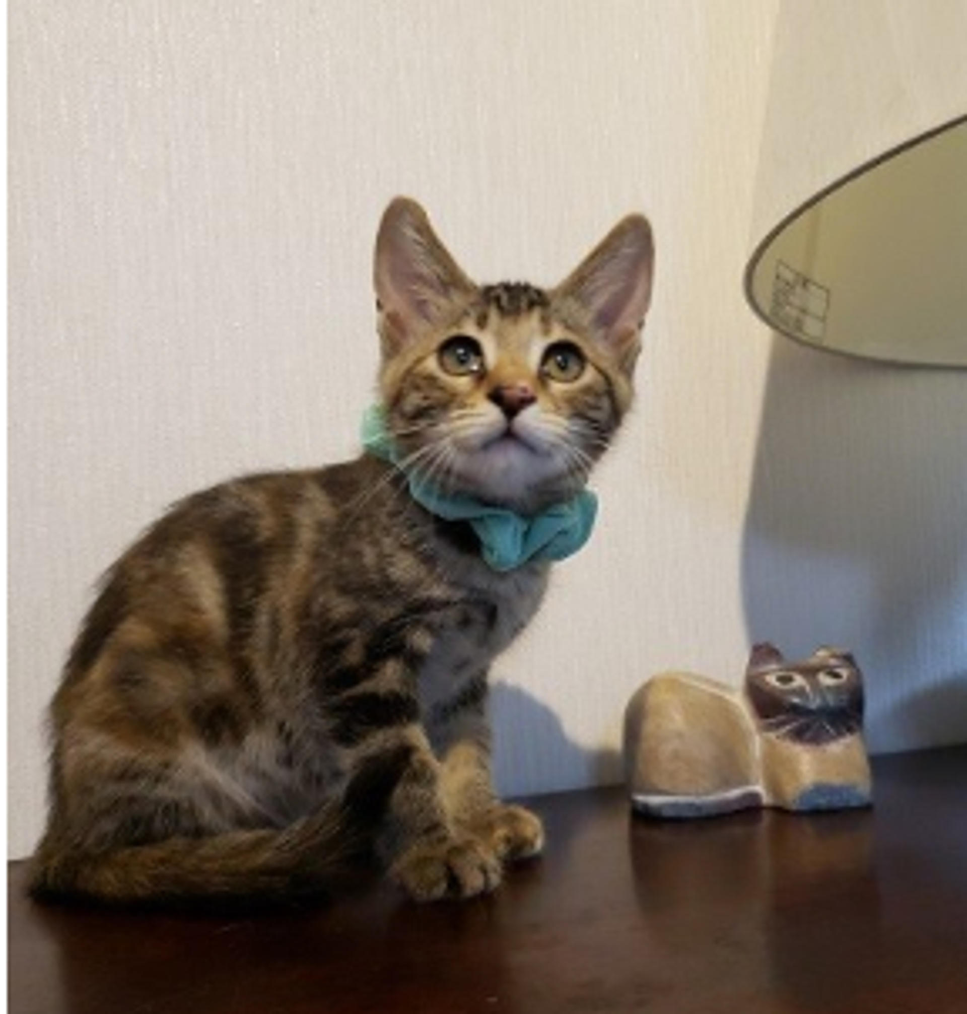 pet-image-6