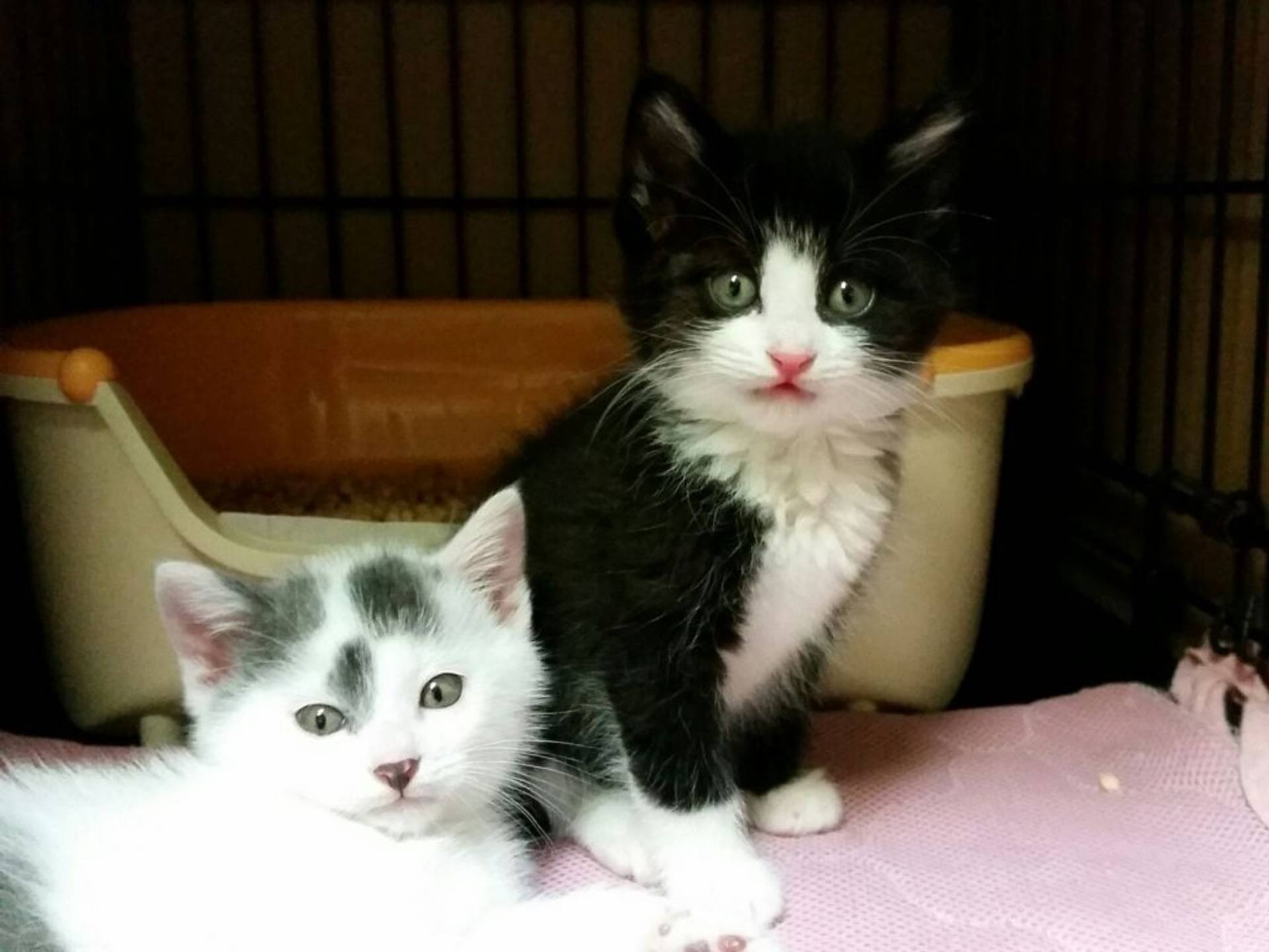雑種（ミックス猫）・オスの里親募集の写真