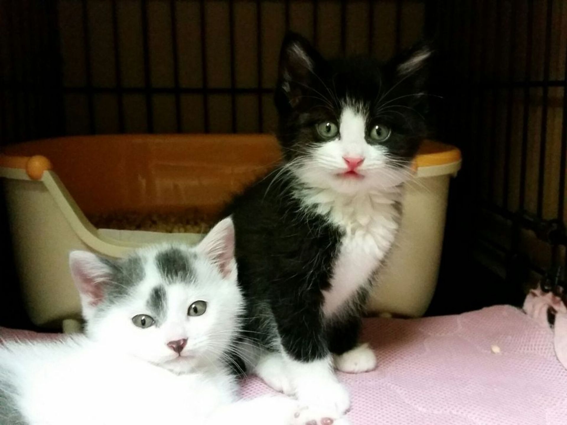 雑種（ミックス猫）・オスの里親募集の写真