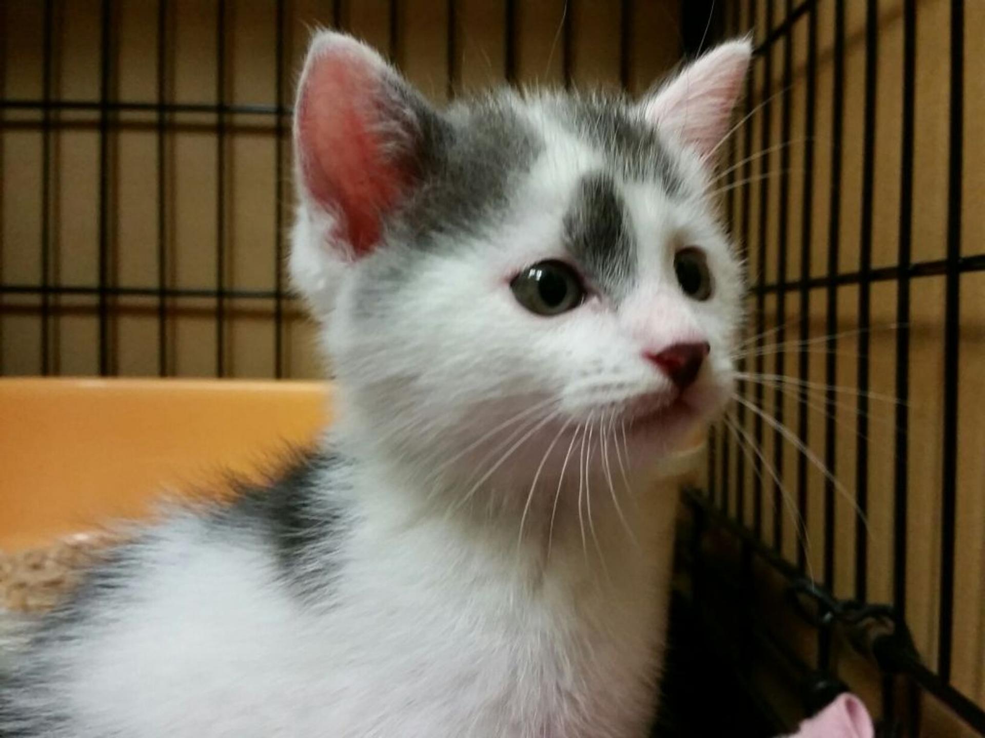 pet-image-3
