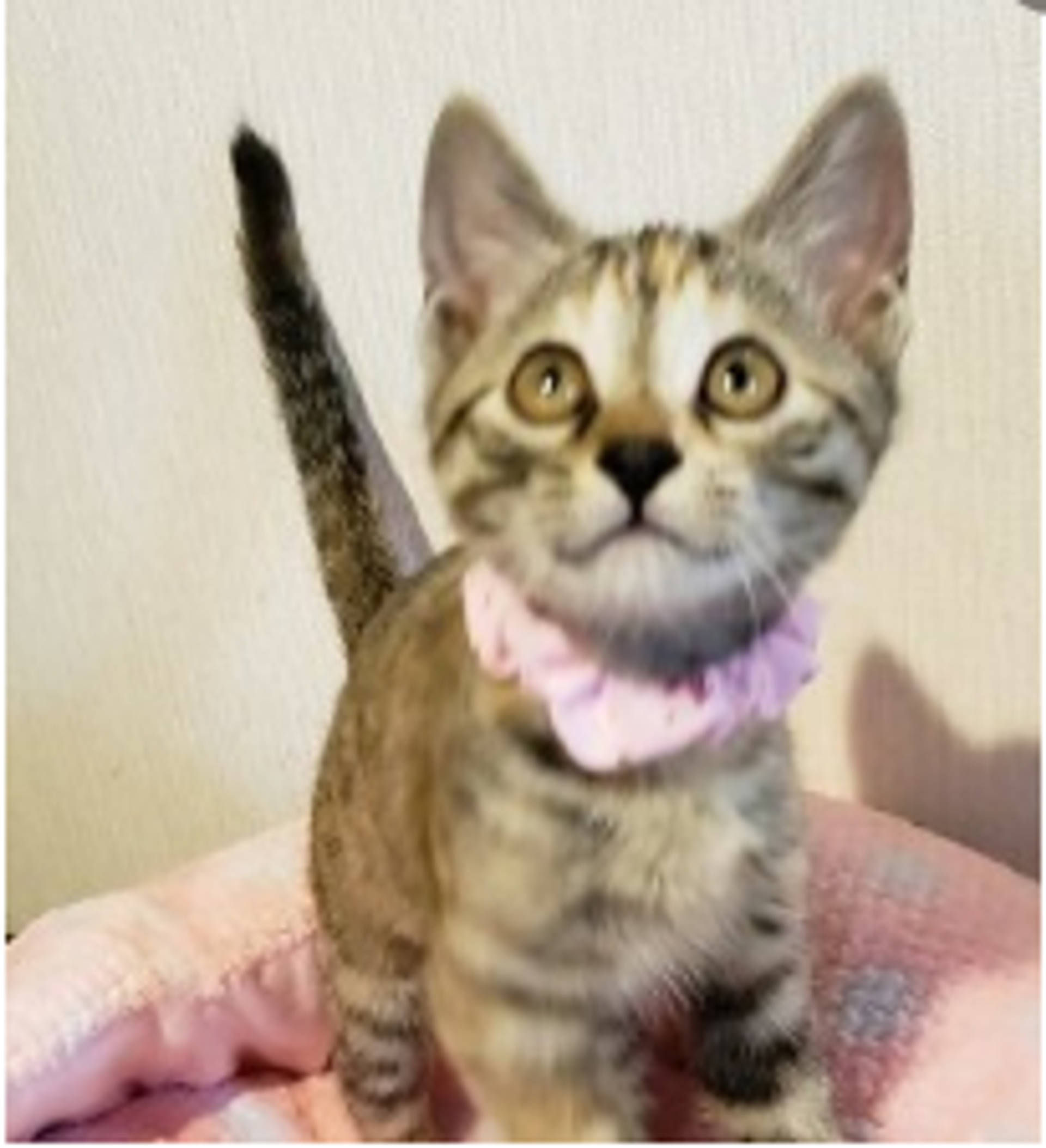 雑種（ミックス猫）・メスの里親募集の写真