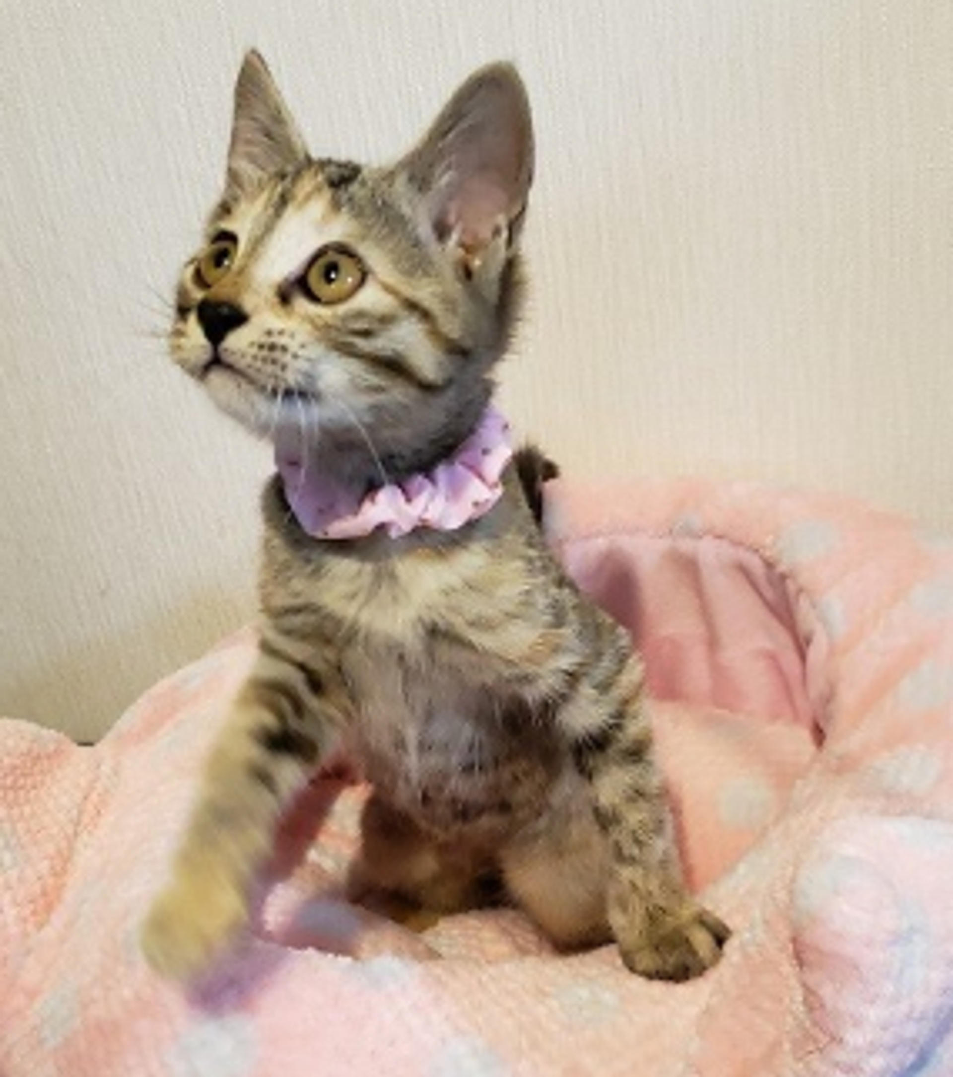 pet-image-3