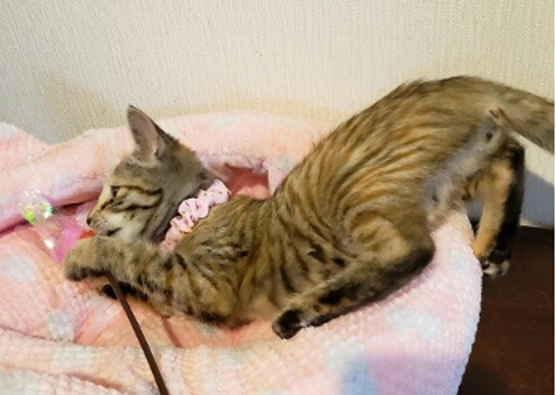 pet-image-4