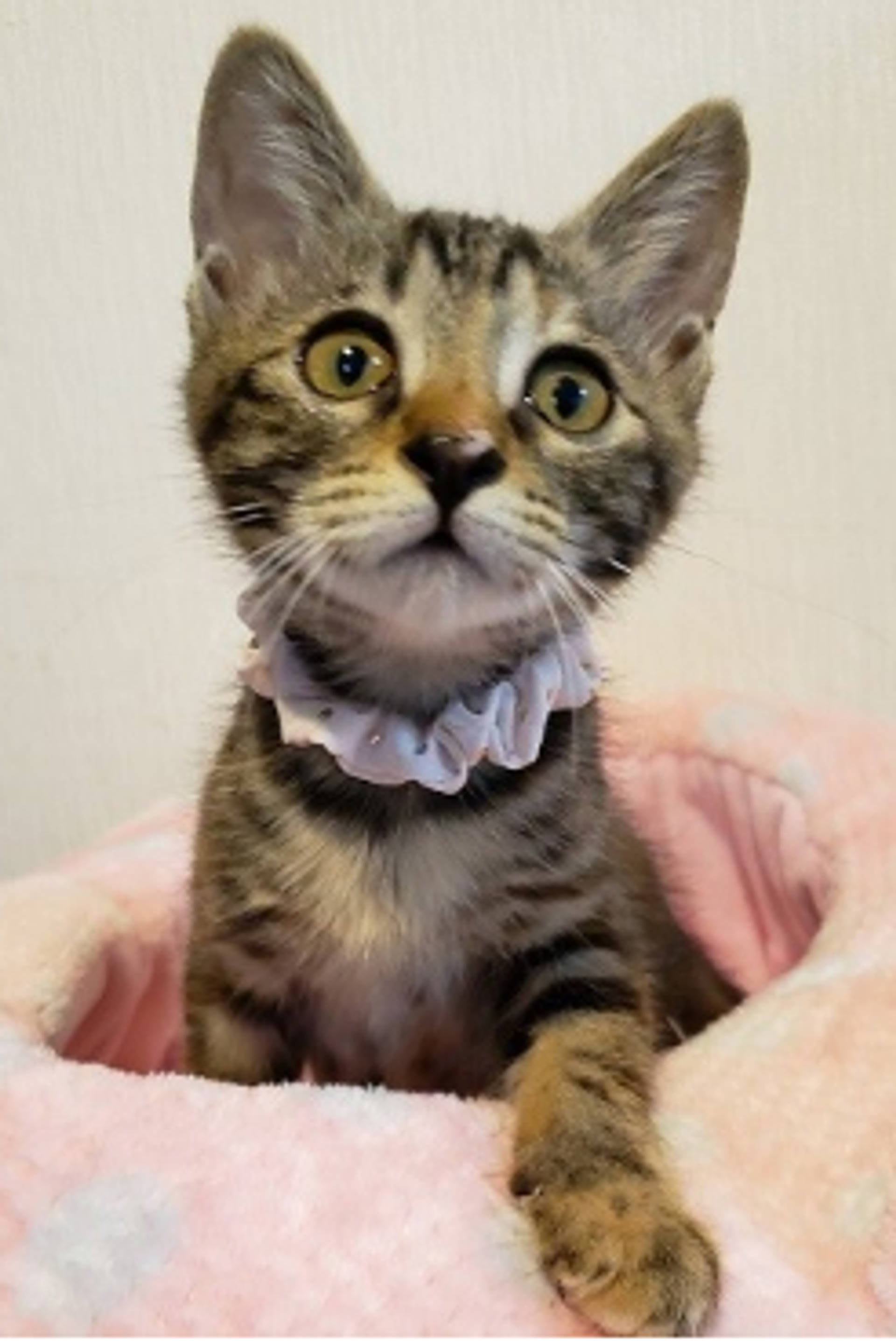 雑種（ミックス猫）・メスの里親募集の写真