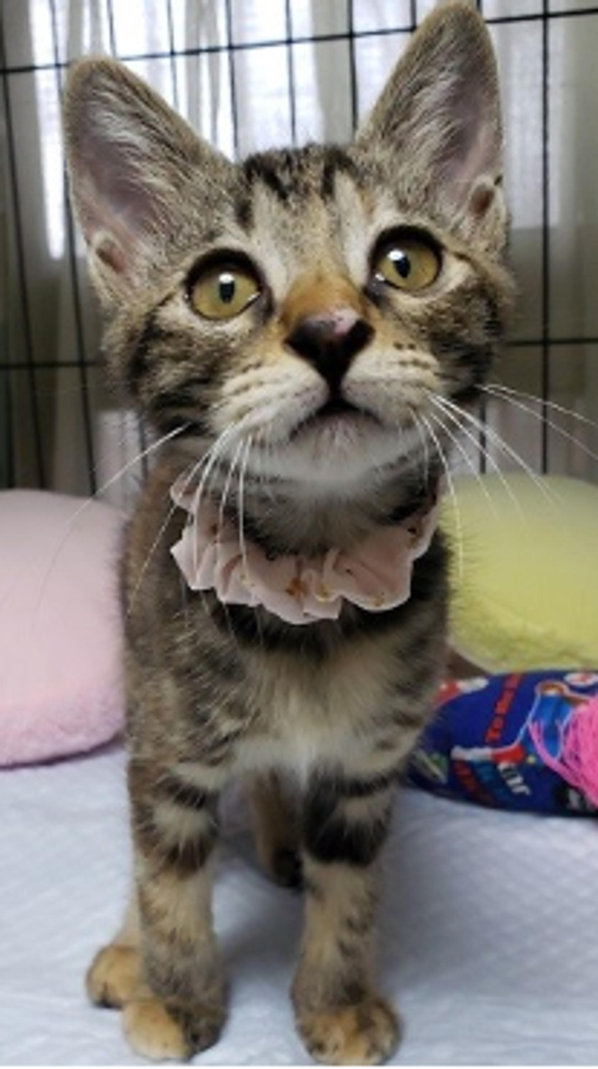 pet-image-2